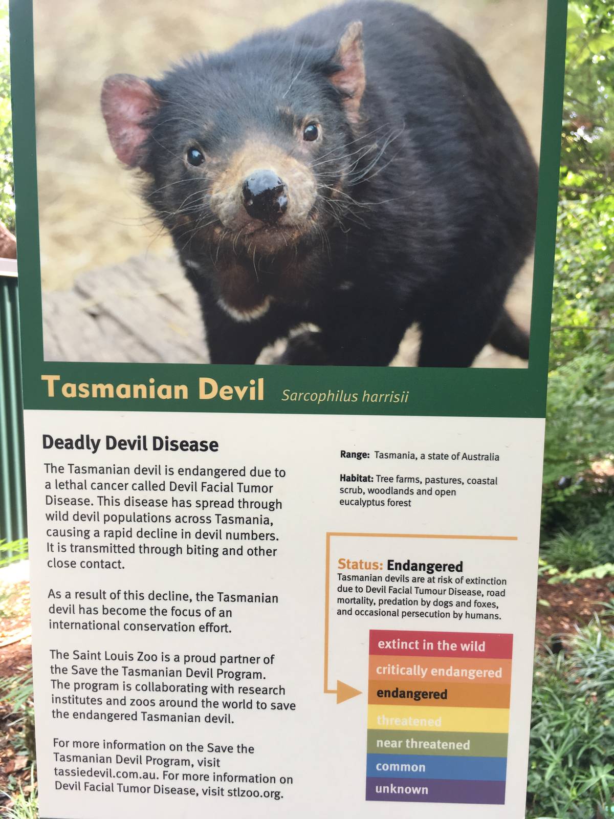 Tasmanian Devil Den