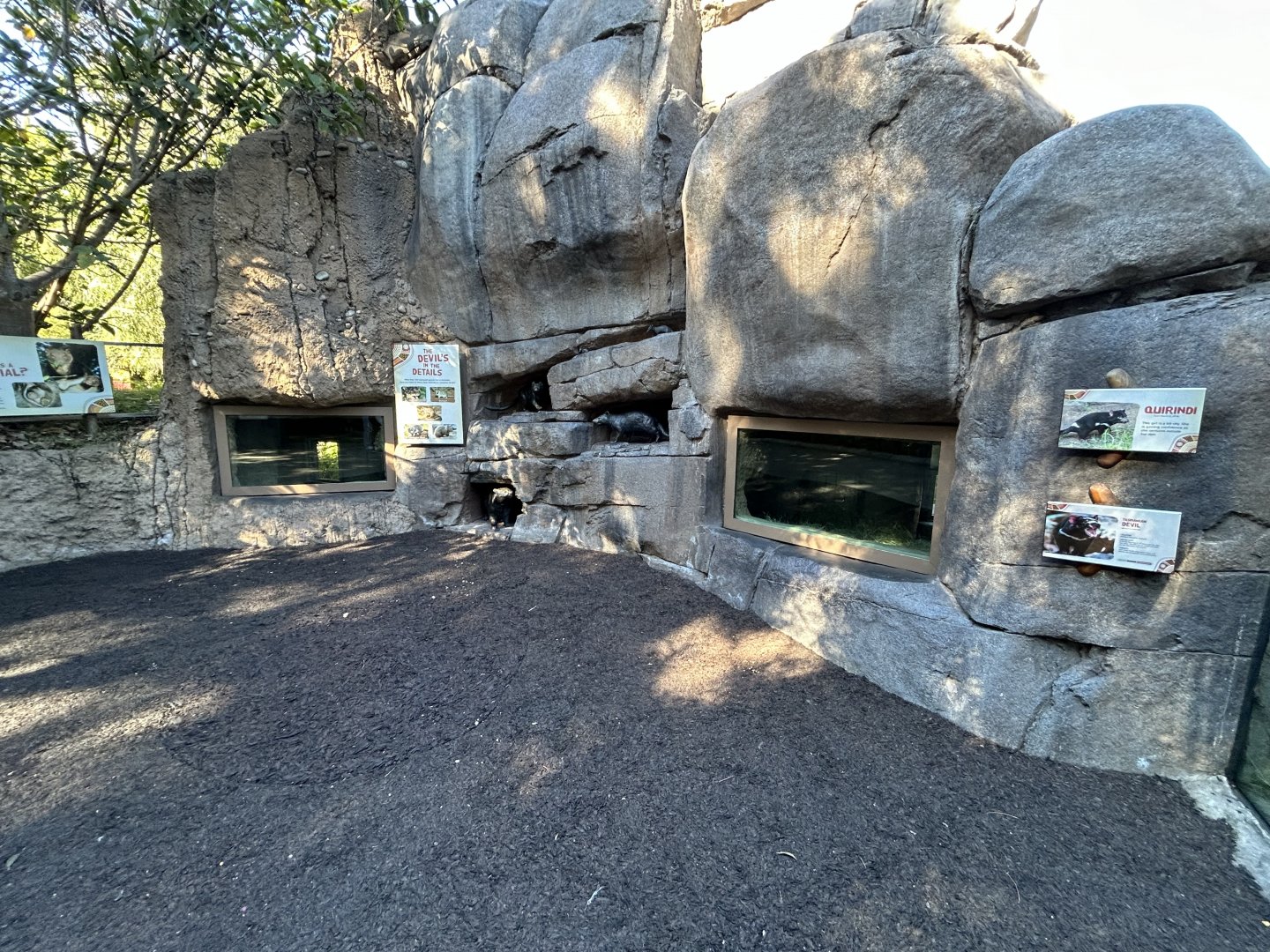 Tasmanian Devil Dens - Australian Outback