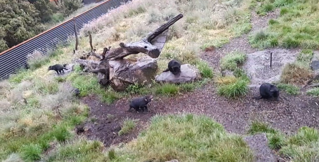 Tasmanian Devil - Devils@Cradle