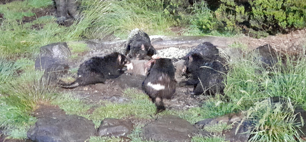 Tasmanian Devil - Devils@Cradle