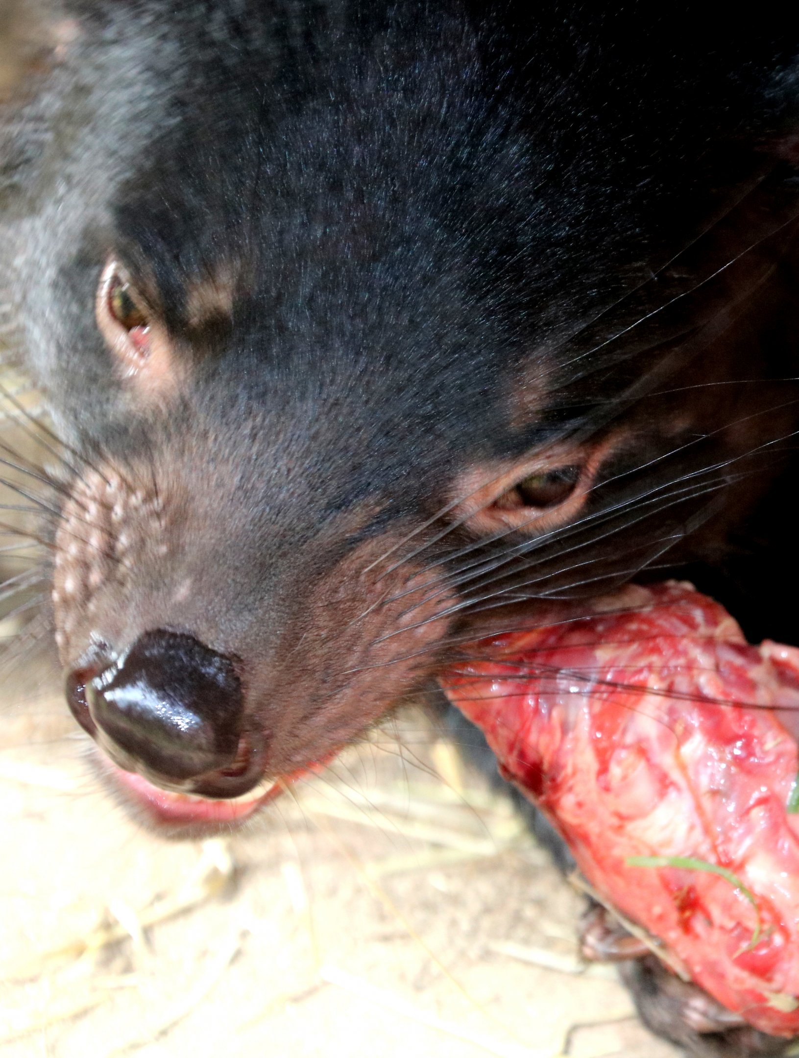 Tasmanian devil eating; Planckendael; 9th September 2018