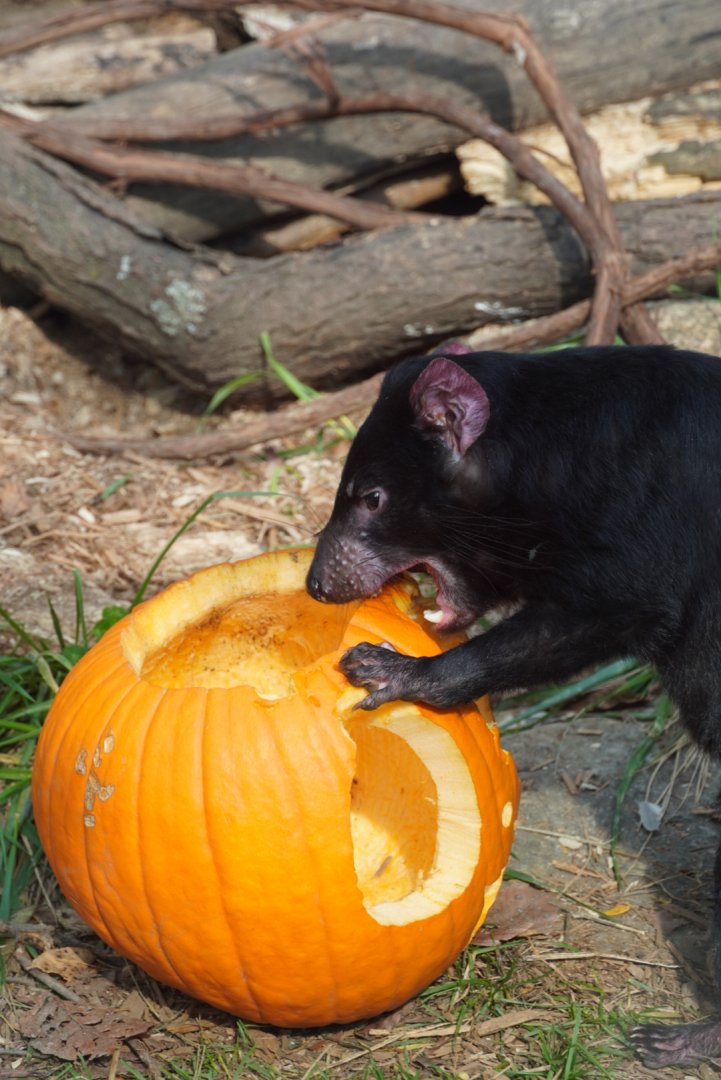Tasmanian Devil eating Pumpkin