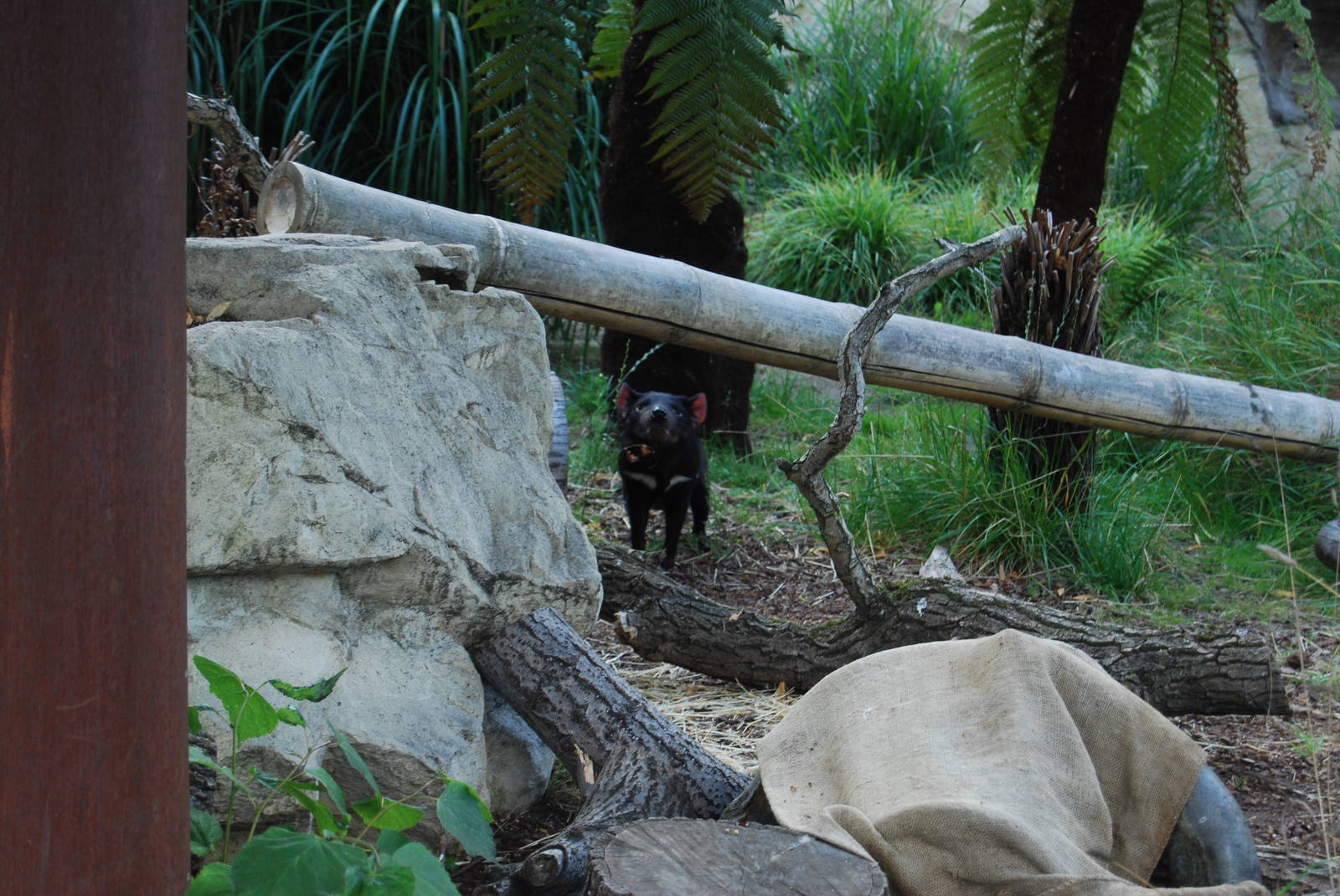 Tasmanian Devil Enclosure , Copenhagen Zoo