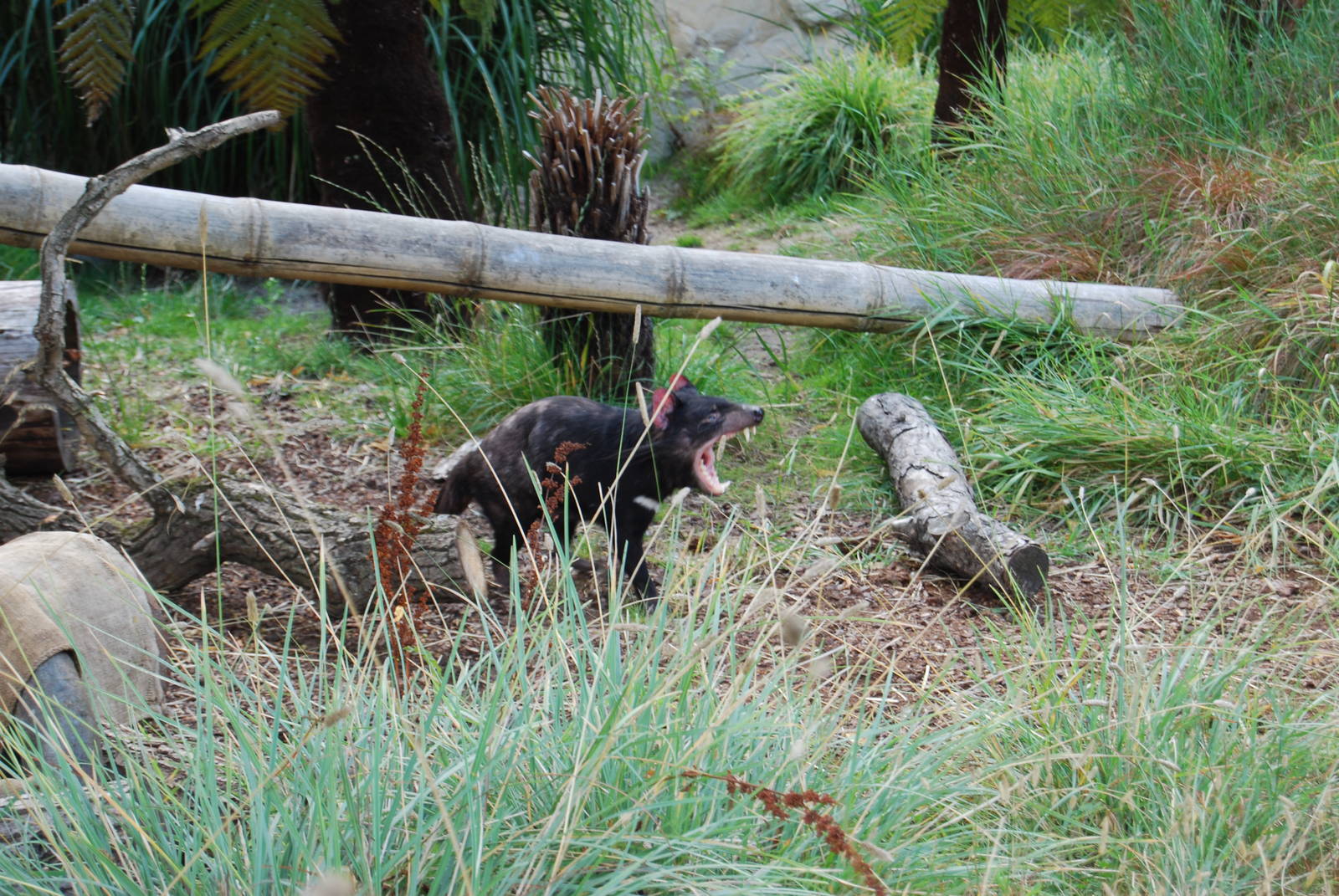 Tasmanian Devil enclosure, Copenhagen Zoo