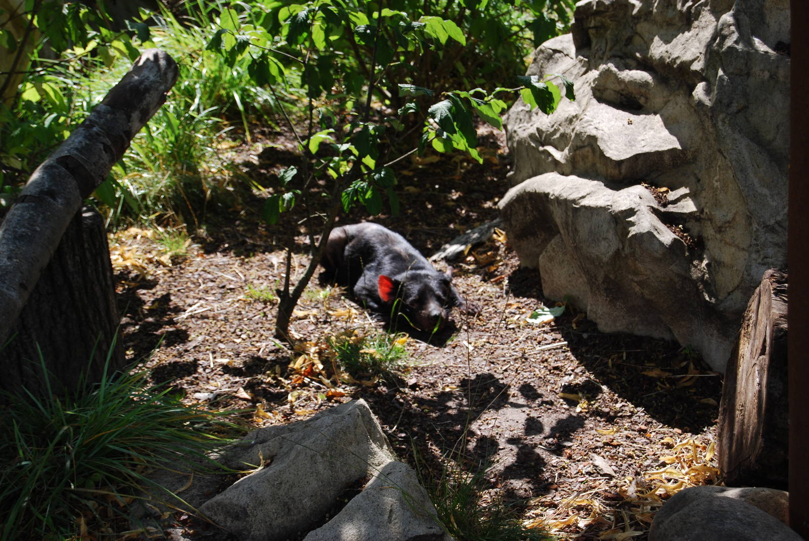 Tasmanian Devil enclosure, Copenhagen Zoo