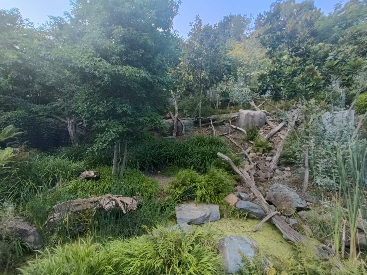 Tasmanian Devil enclosure - Darwin Crater