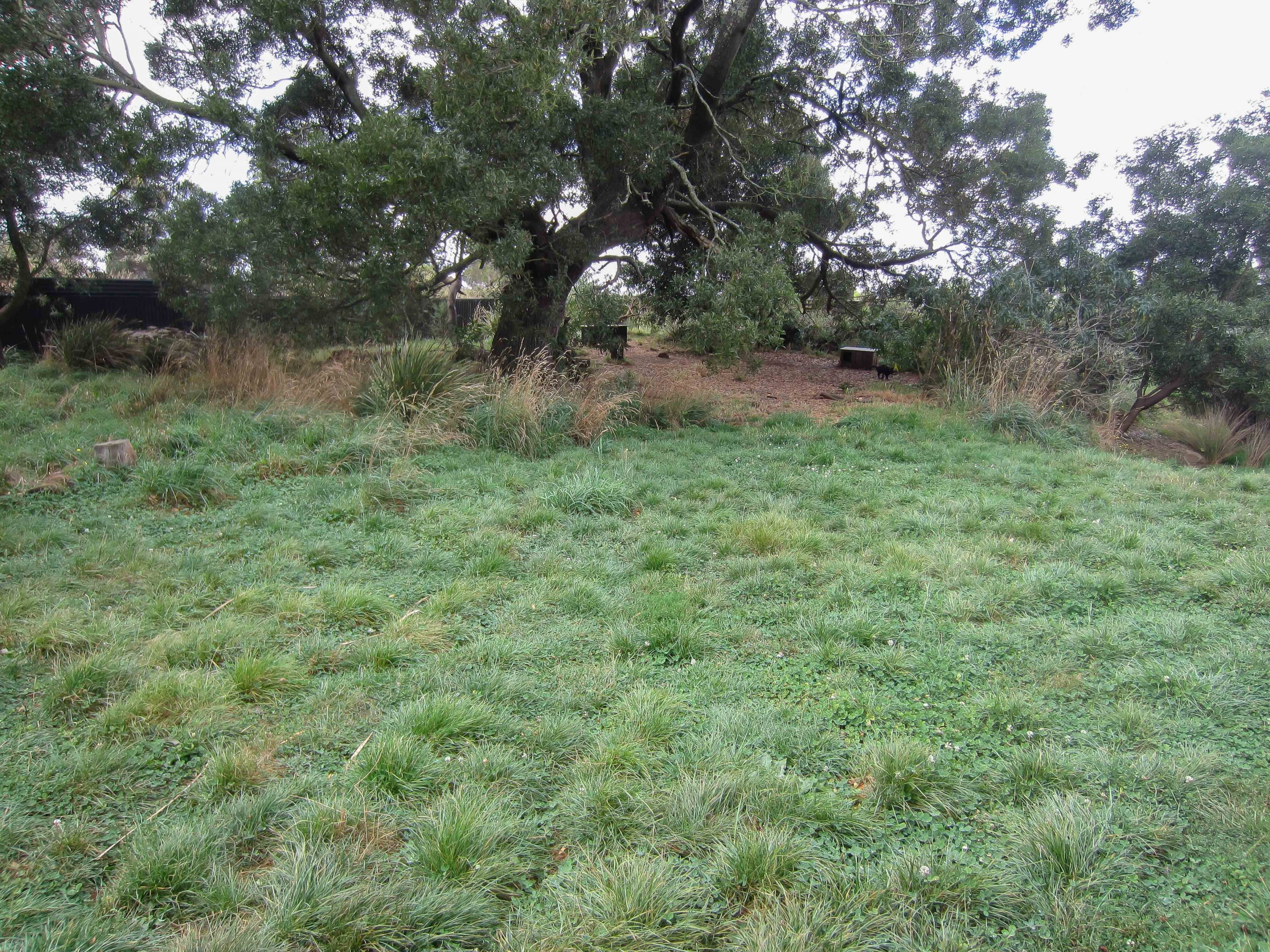 Tasmanian Devil enclosure (devil can be seen towards the back on the right