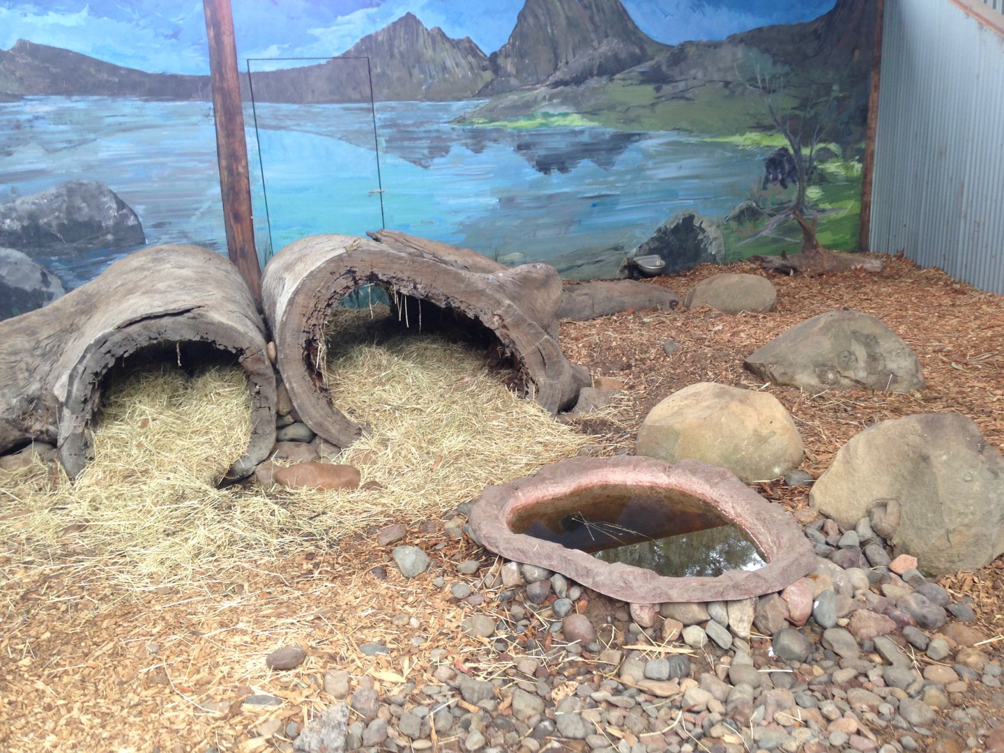 Tasmanian devil enclosure inside 'Koala Country'