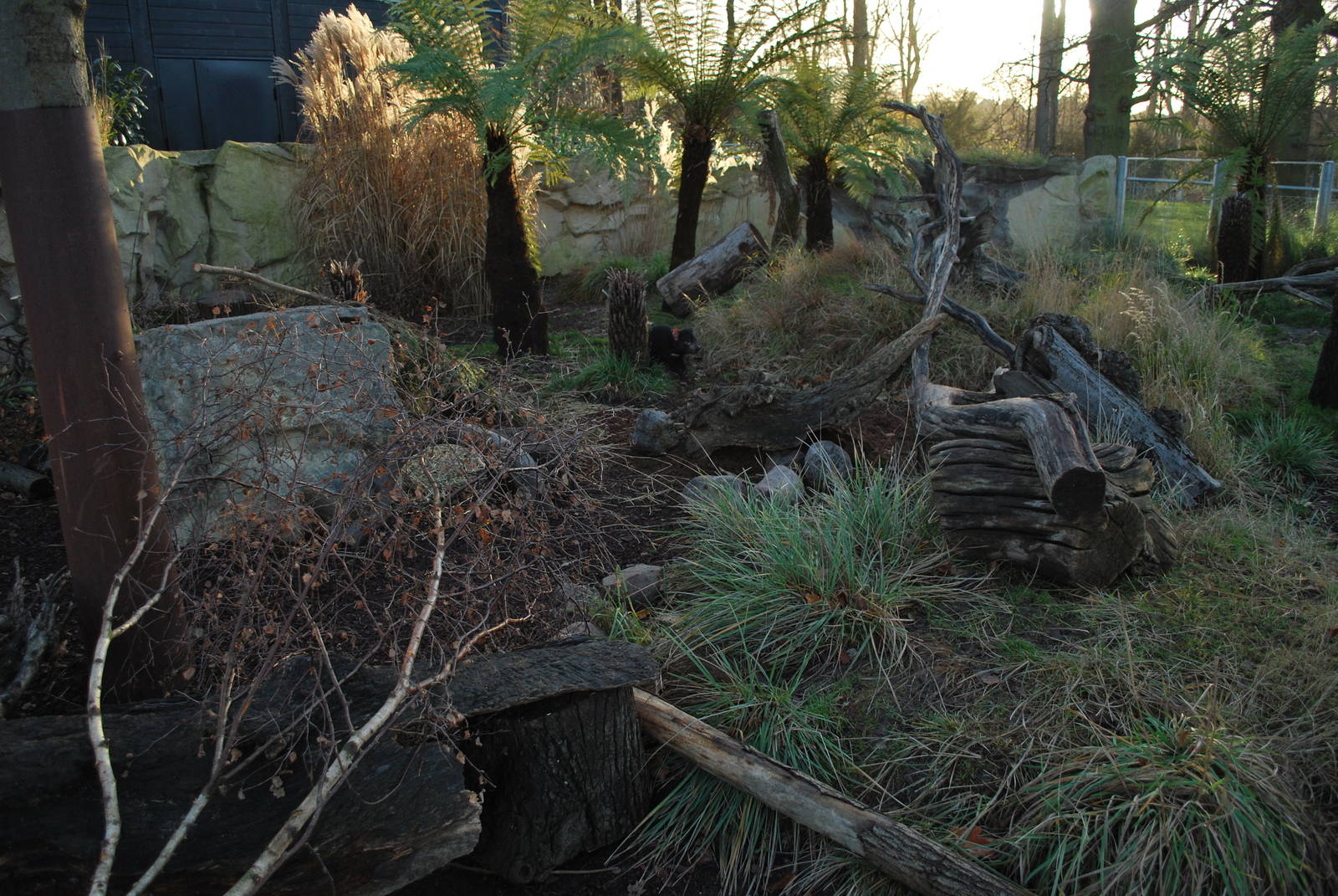 Tasmanian devil enclosure, late autumn