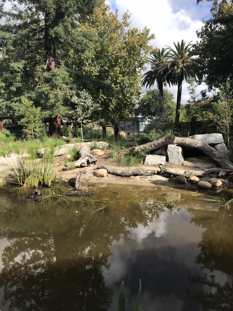 Tasmanian devil enclosure( snow leopard ridge)