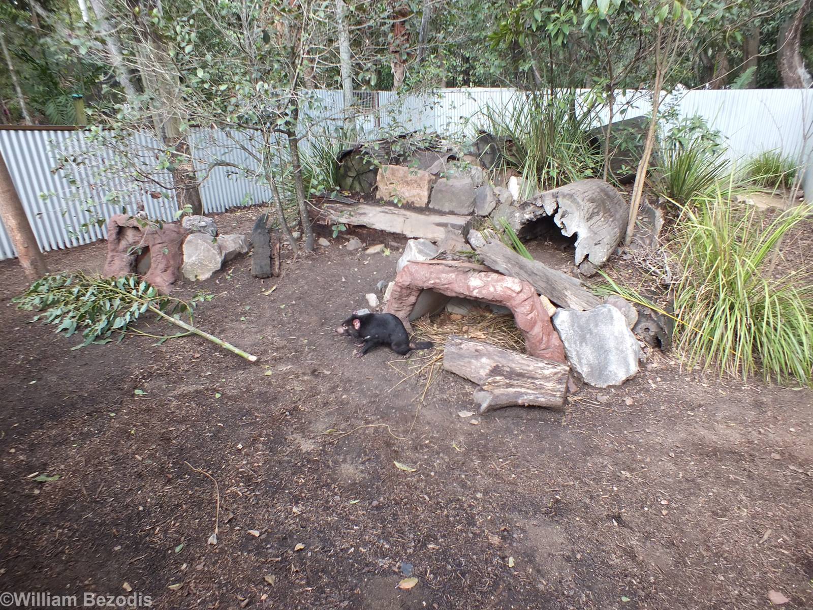 Tasmanian Devil Enclosure with Devil
