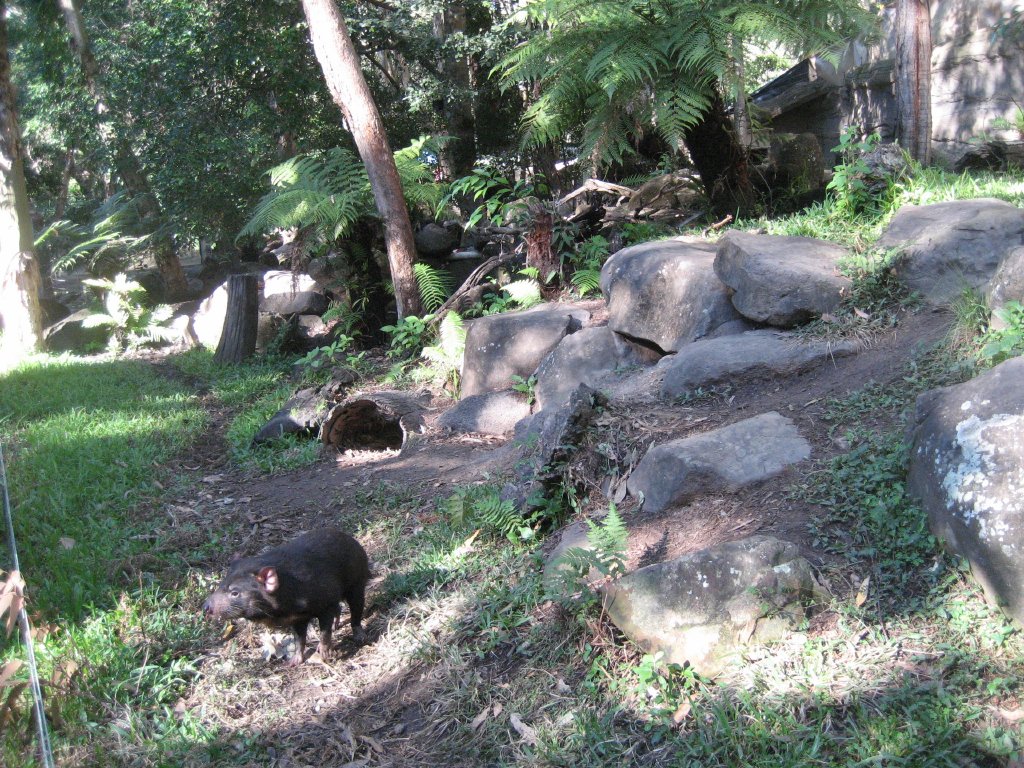 Tasmanian Devil enclosure