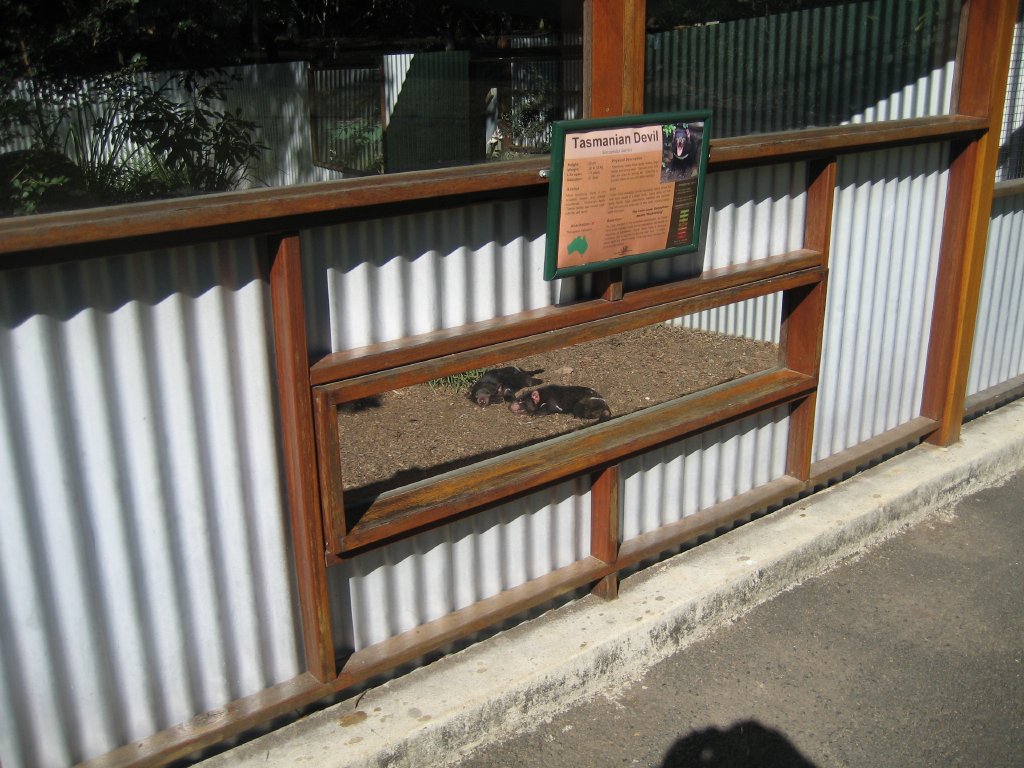 Tasmanian Devil enclosure
