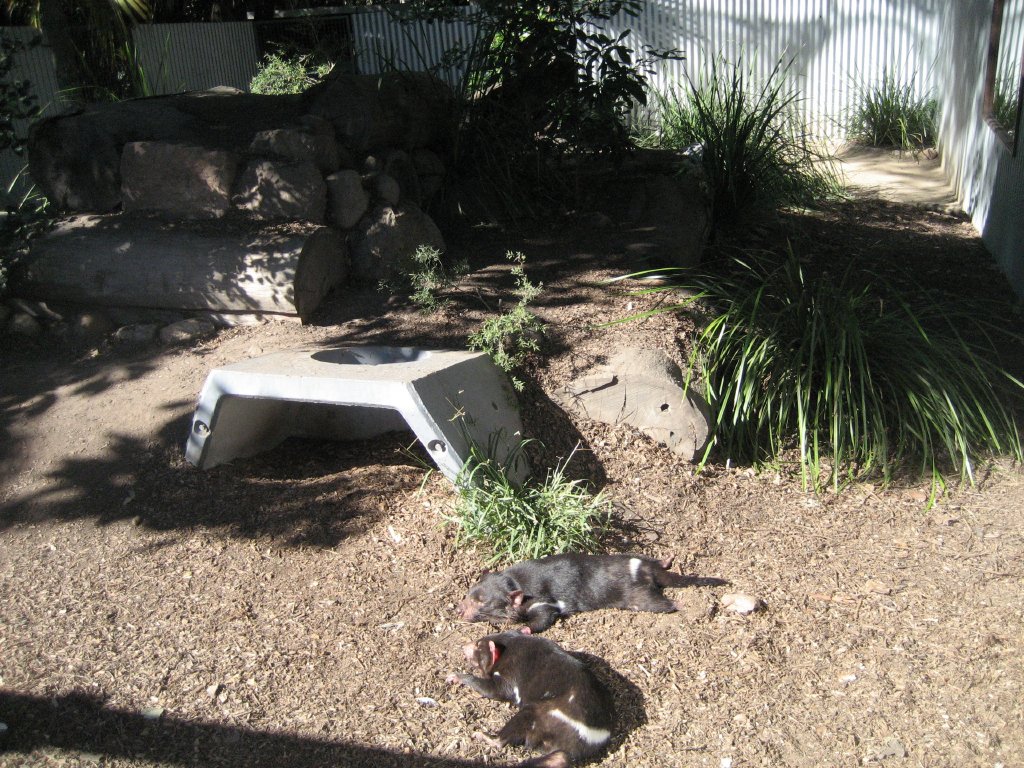 Tasmanian Devil enclosure