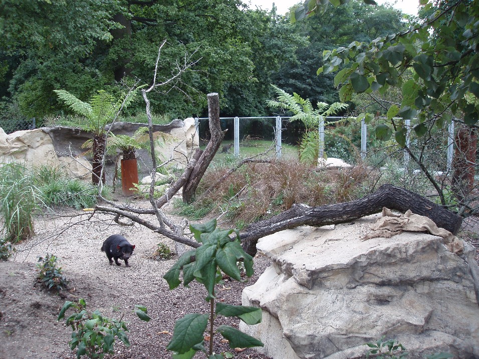 Tasmanian devil enclosure