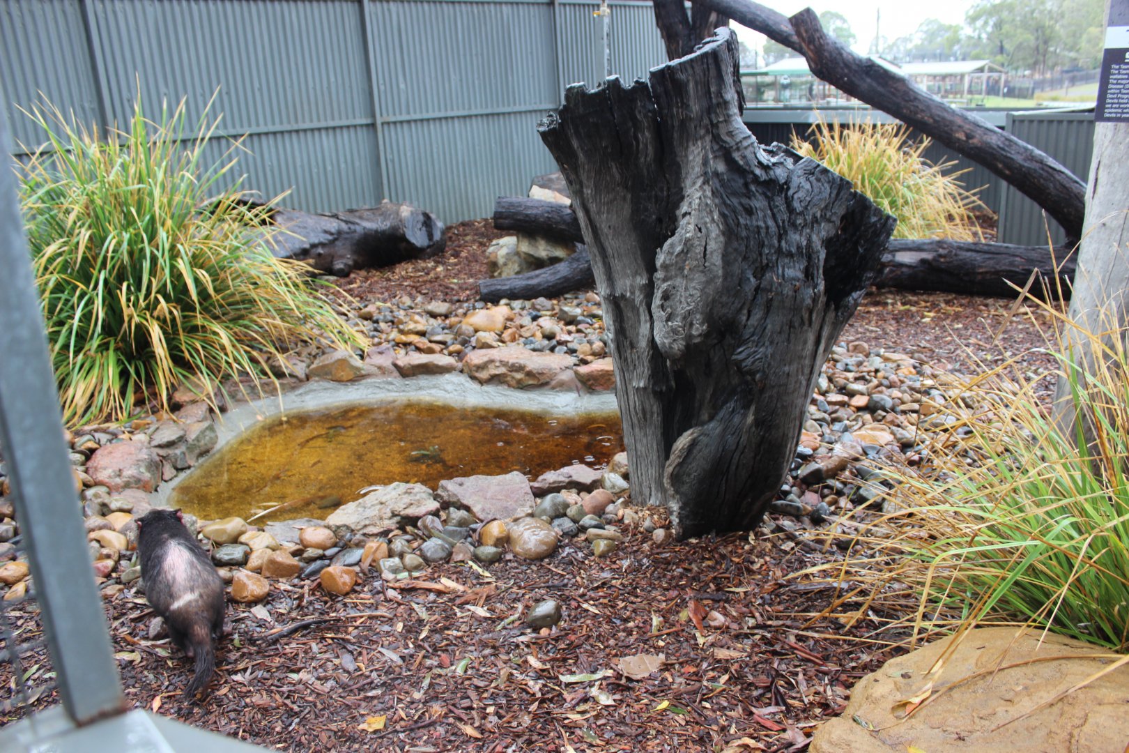 Tasmanian Devil enclosure
