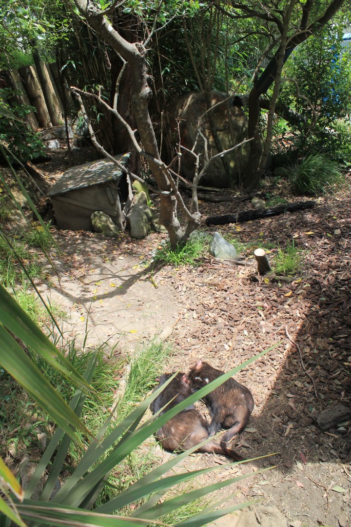 Tasmanian Devil enclosure