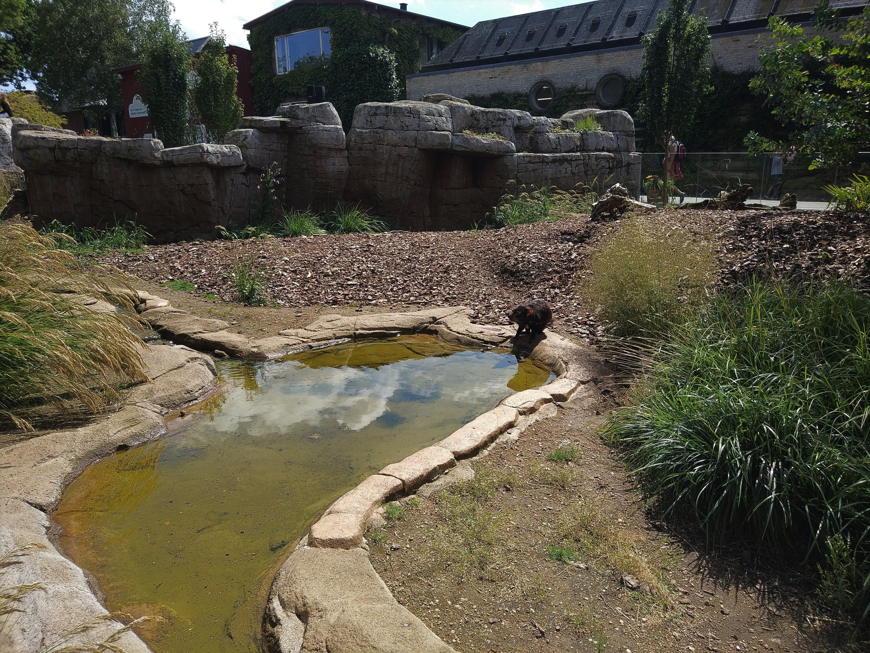 Tasmanian Devil Enclosure