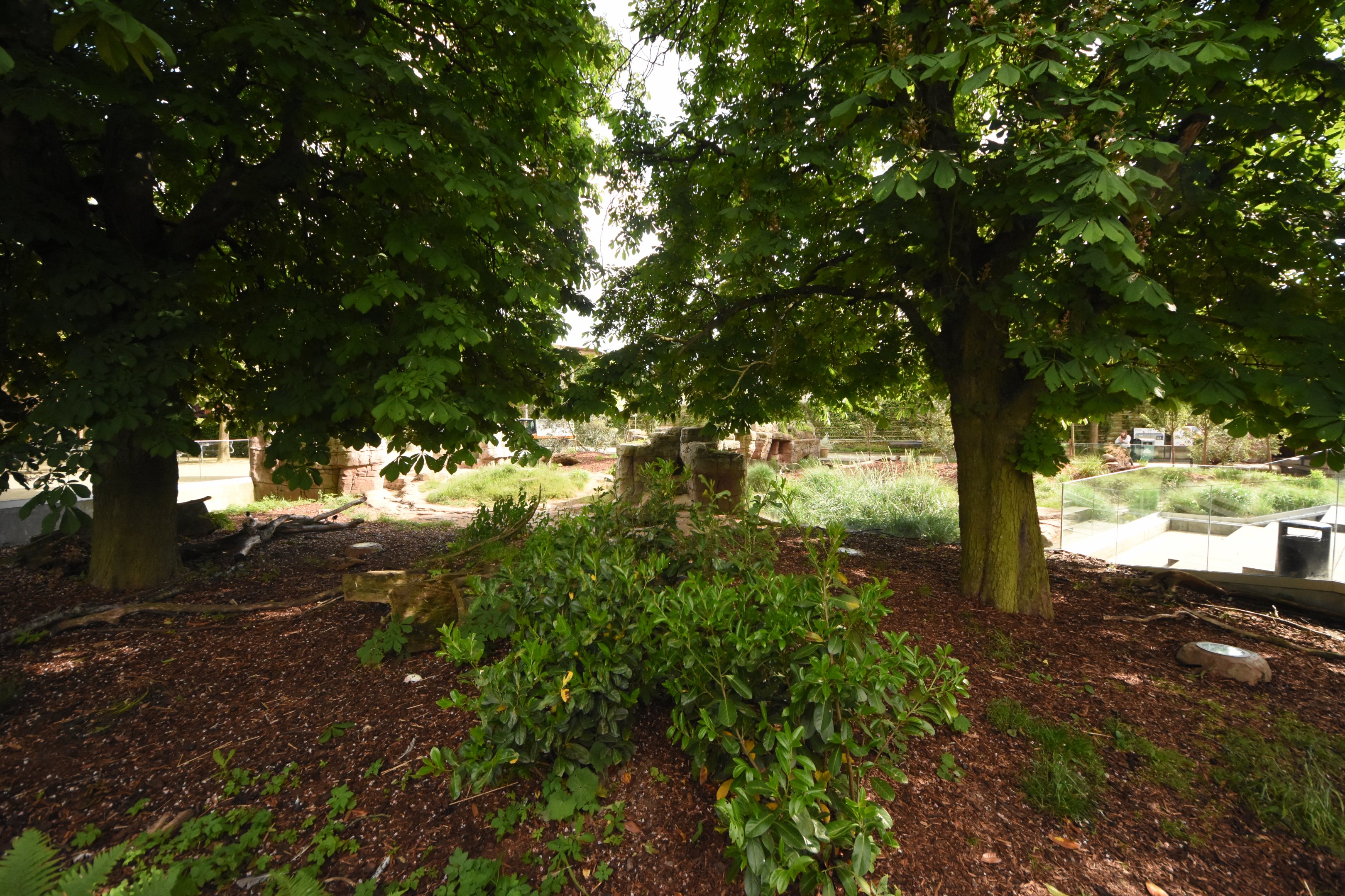 Tasmanian devil enclosure