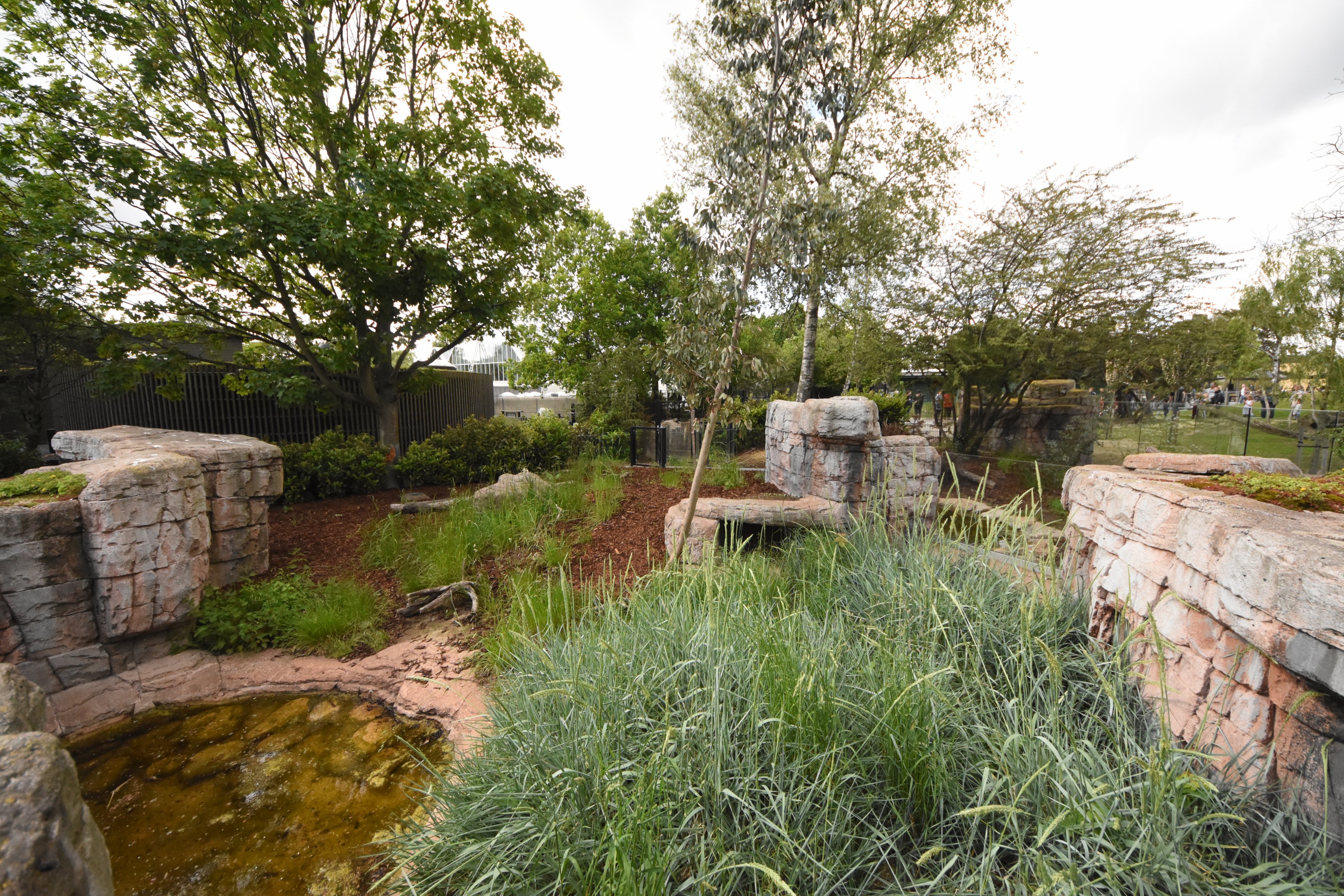 Tasmanian devil enclosure