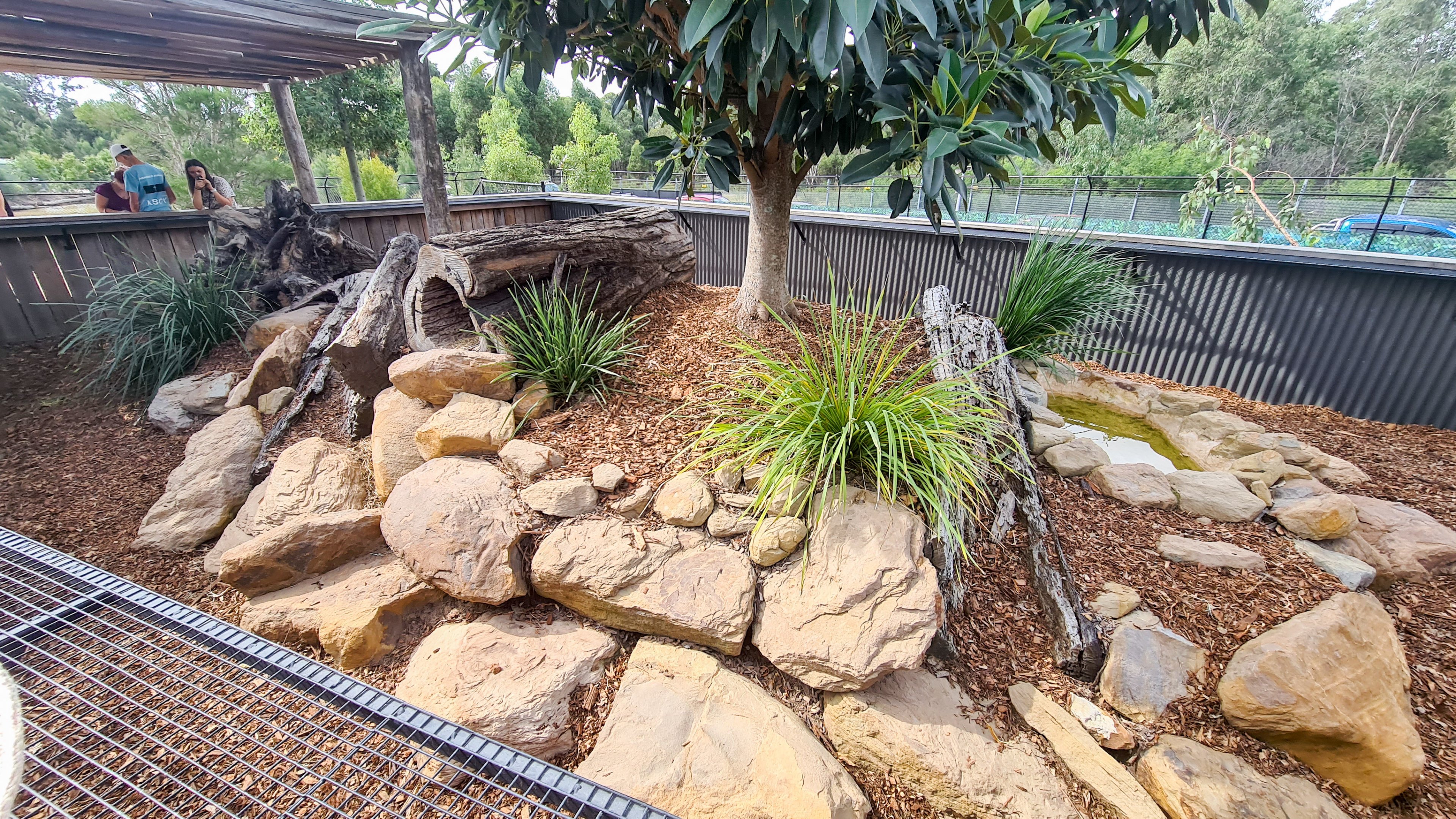 Tasmanian devil enclosure