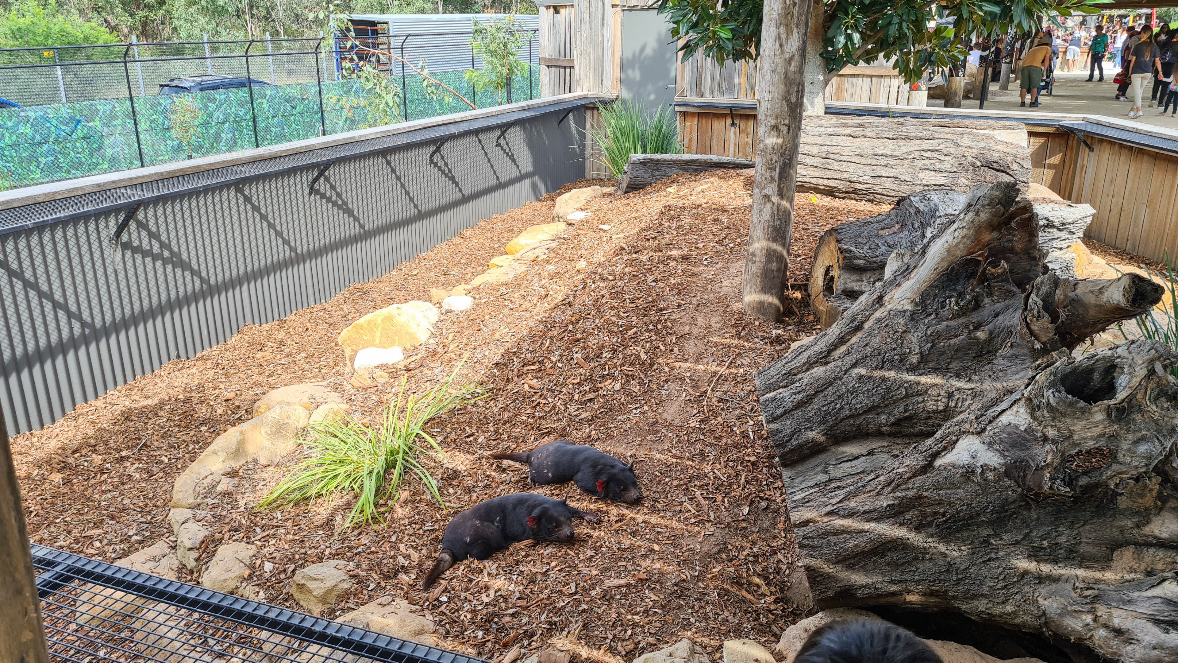 Tasmanian devil enclosure