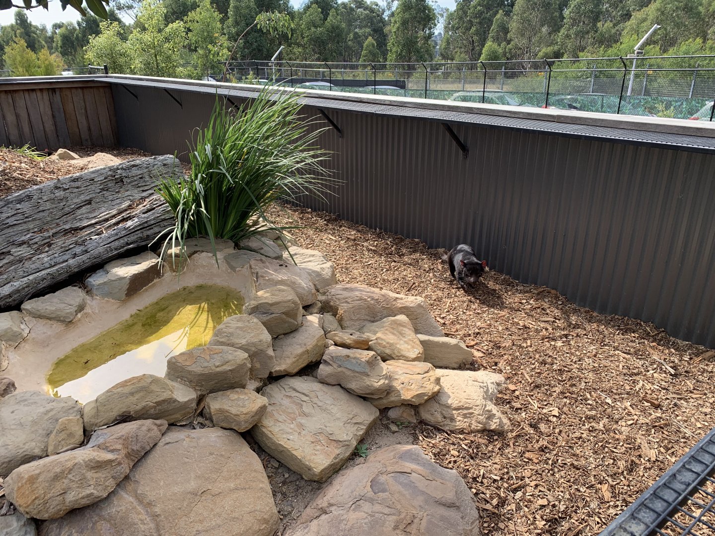 Tasmanian Devil Enclosure