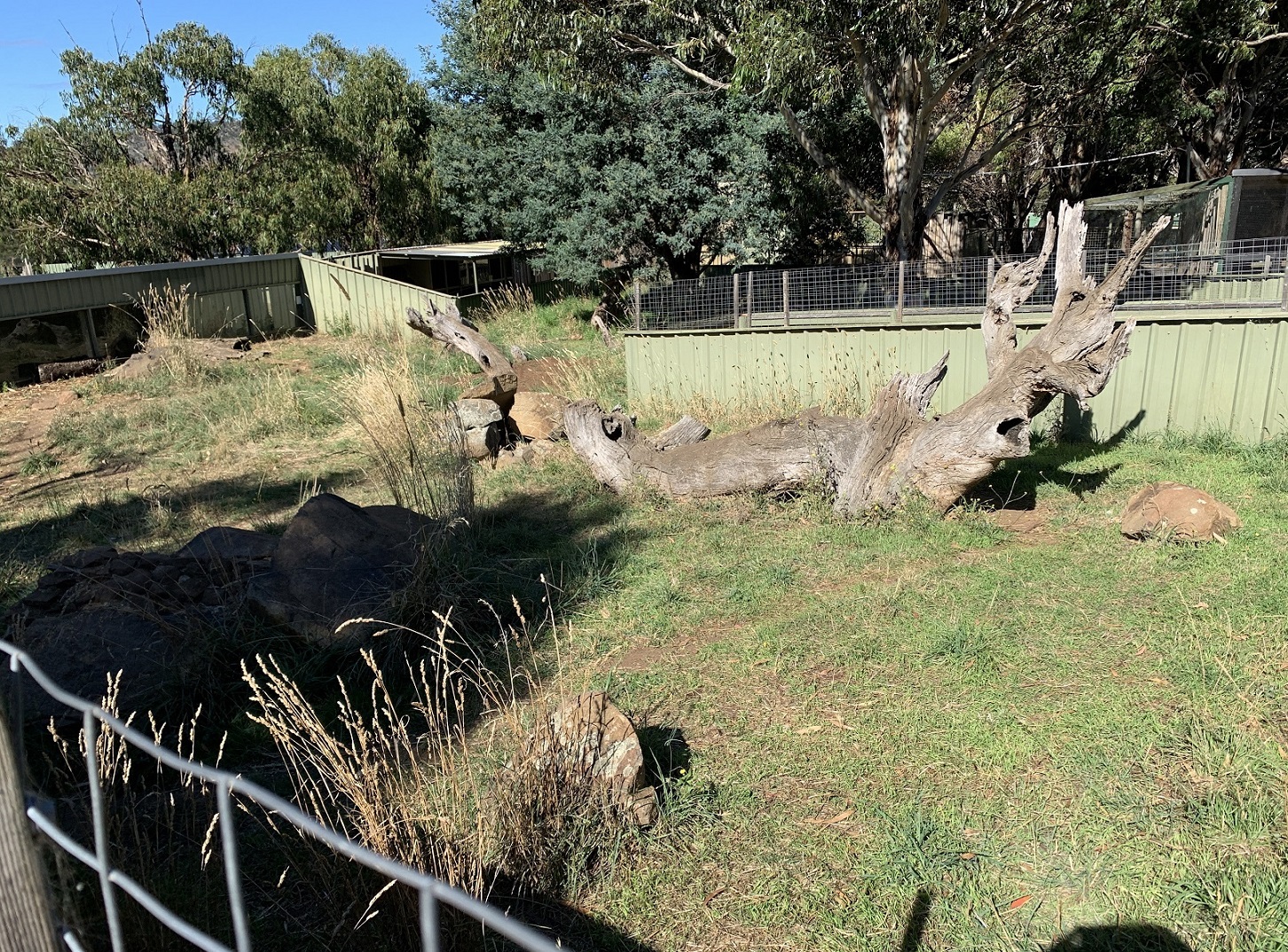 Tasmanian Devil Enclosure