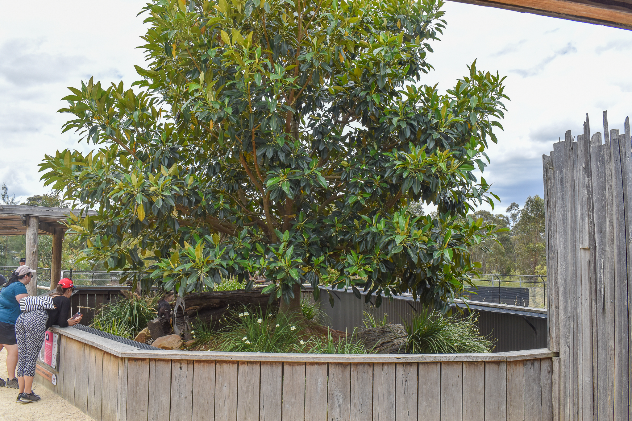 Tasmanian Devil Enclosure