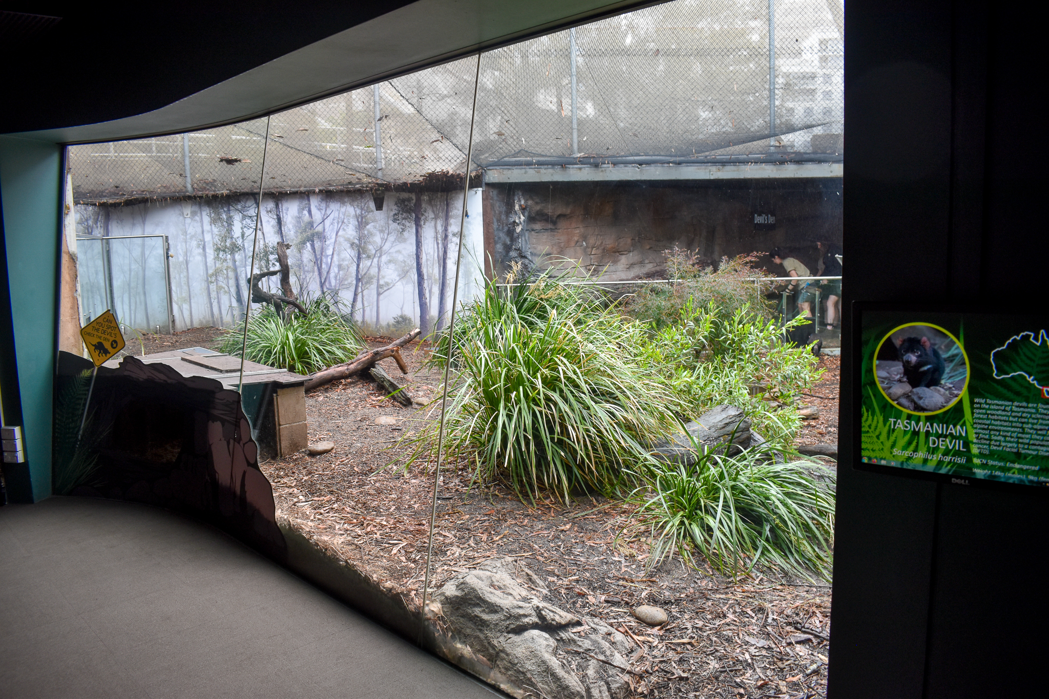 Tasmanian Devil Enclosure