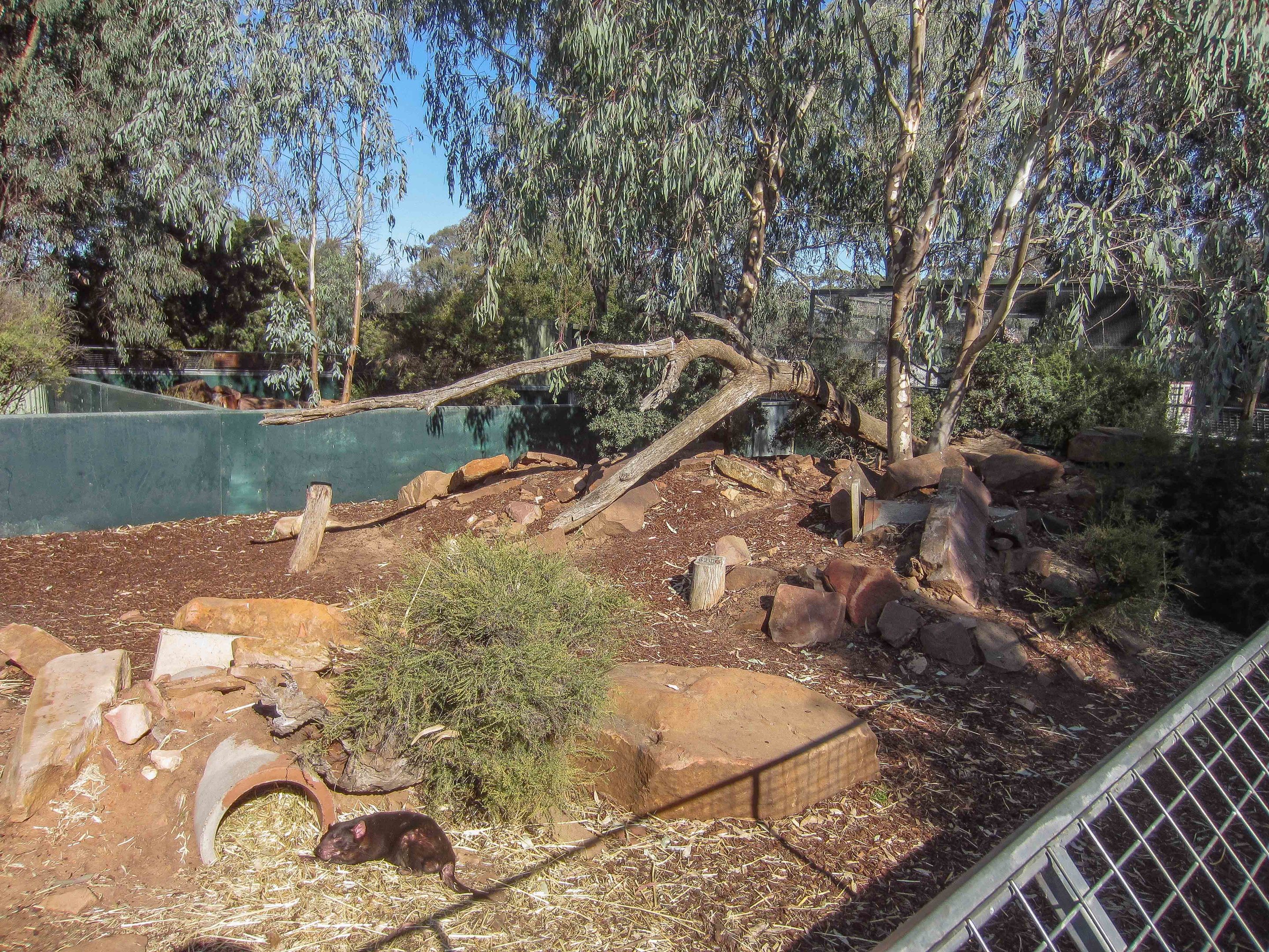 Tasmanian Devil enclosure