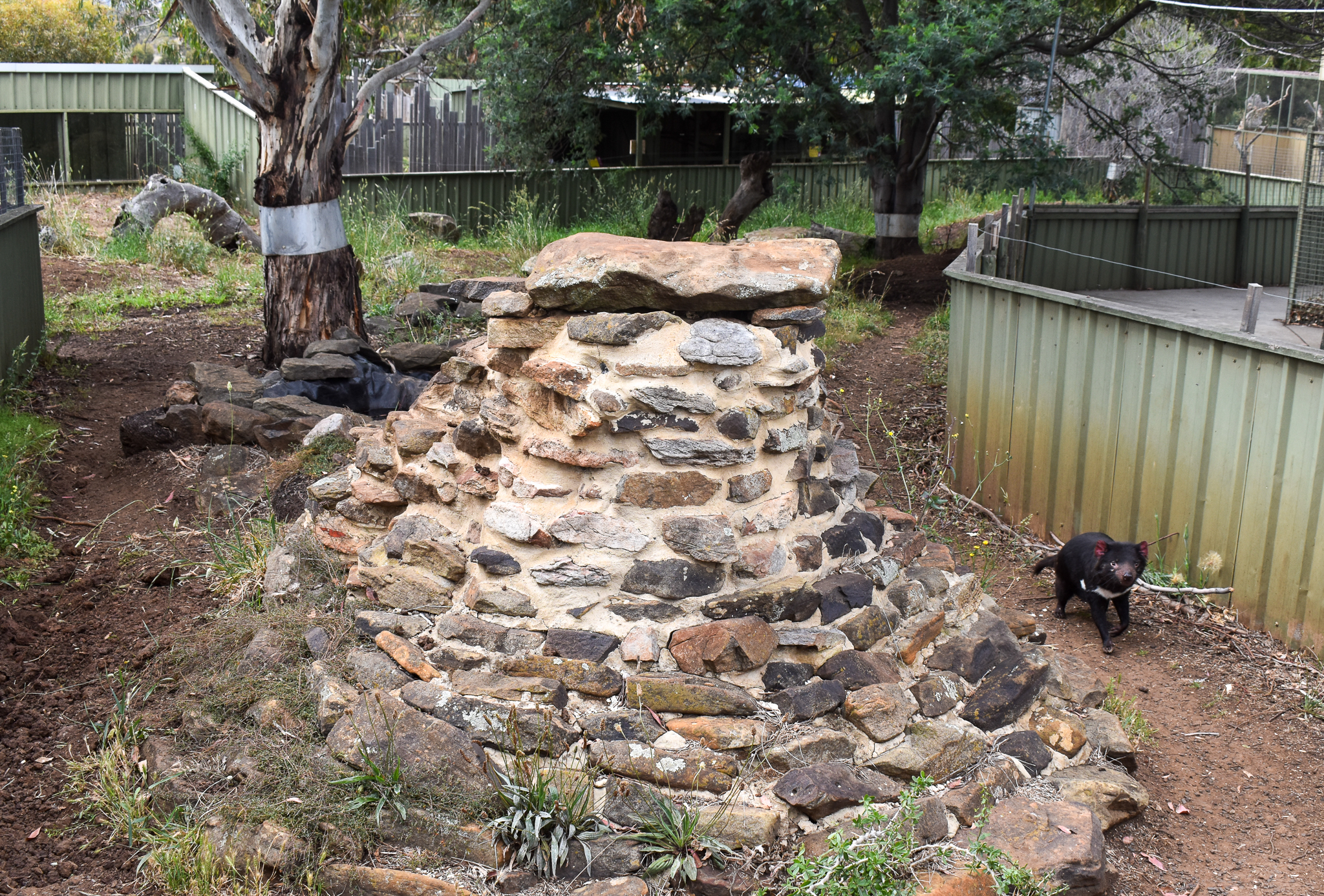 Tasmanian Devil enclosure