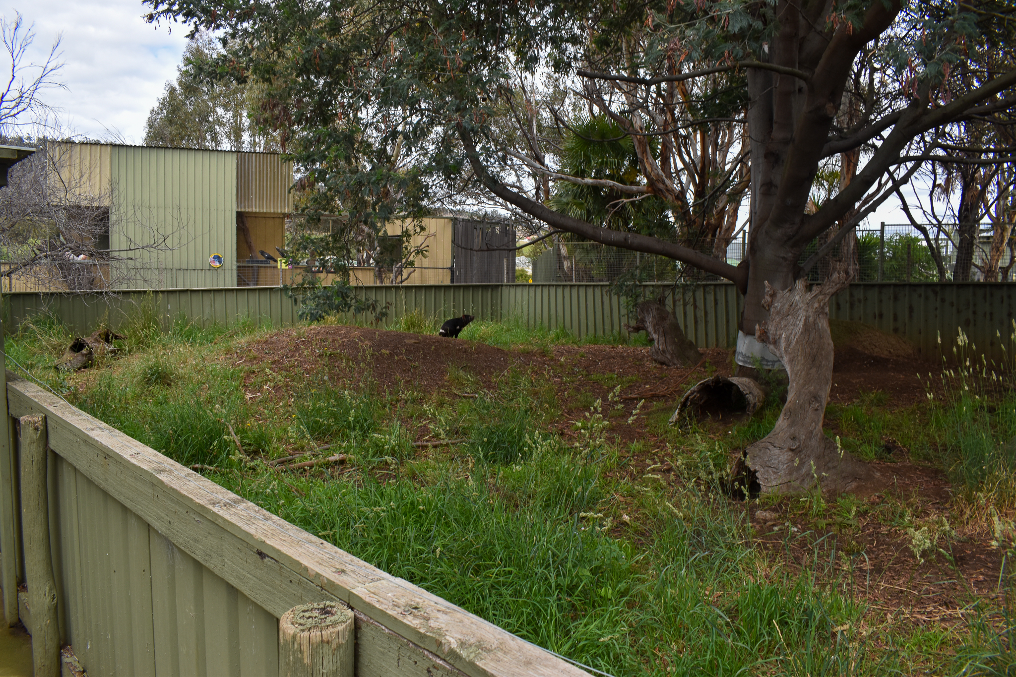 Tasmanian Devil enclosure