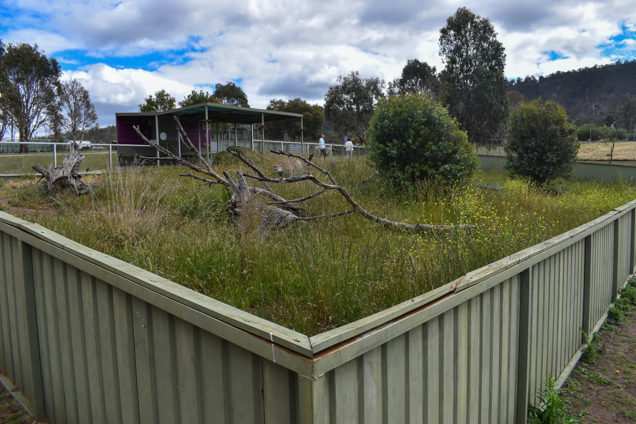 Tasmanian Devil enclosure