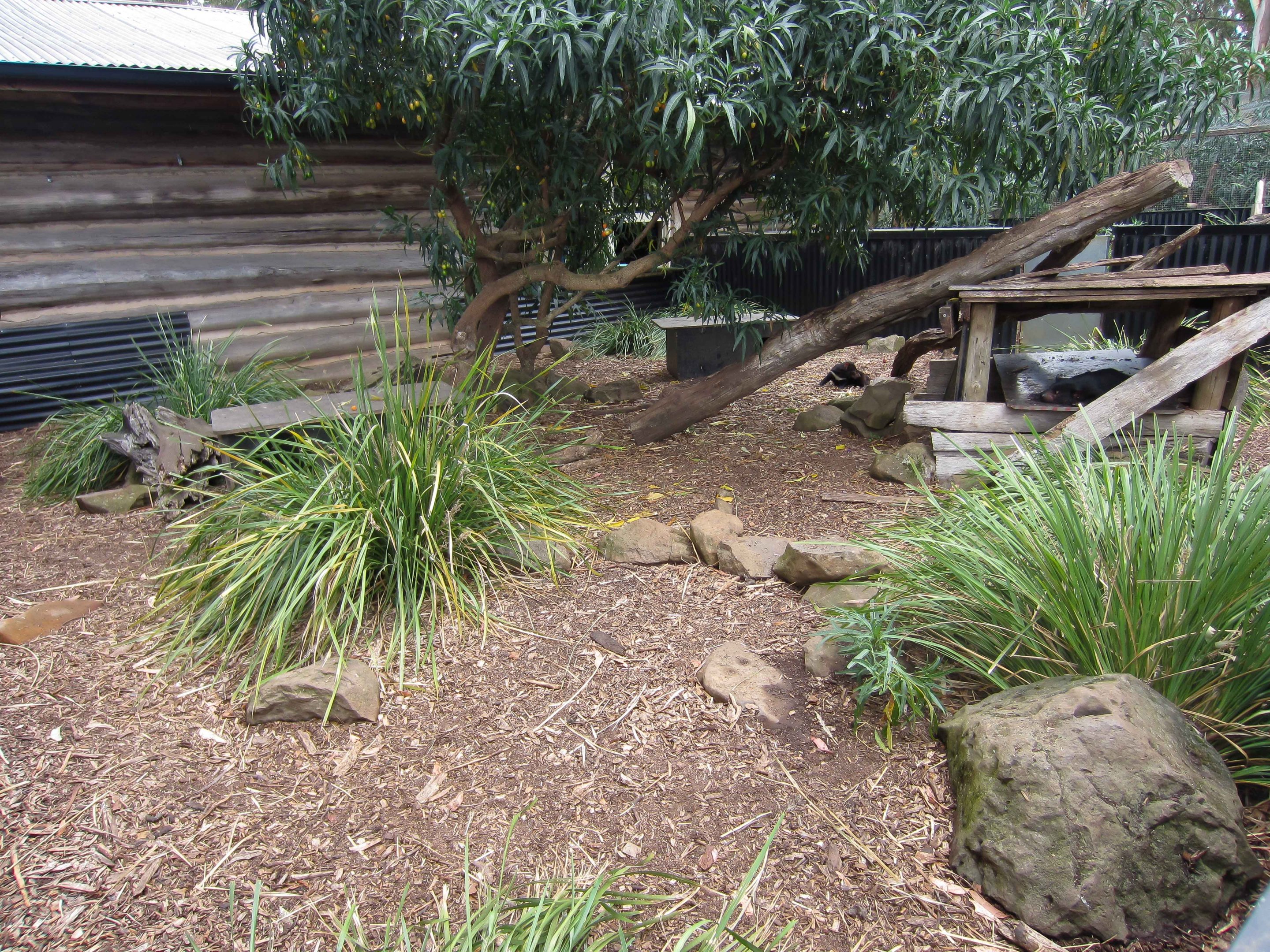 Tasmanian Devil enclosure