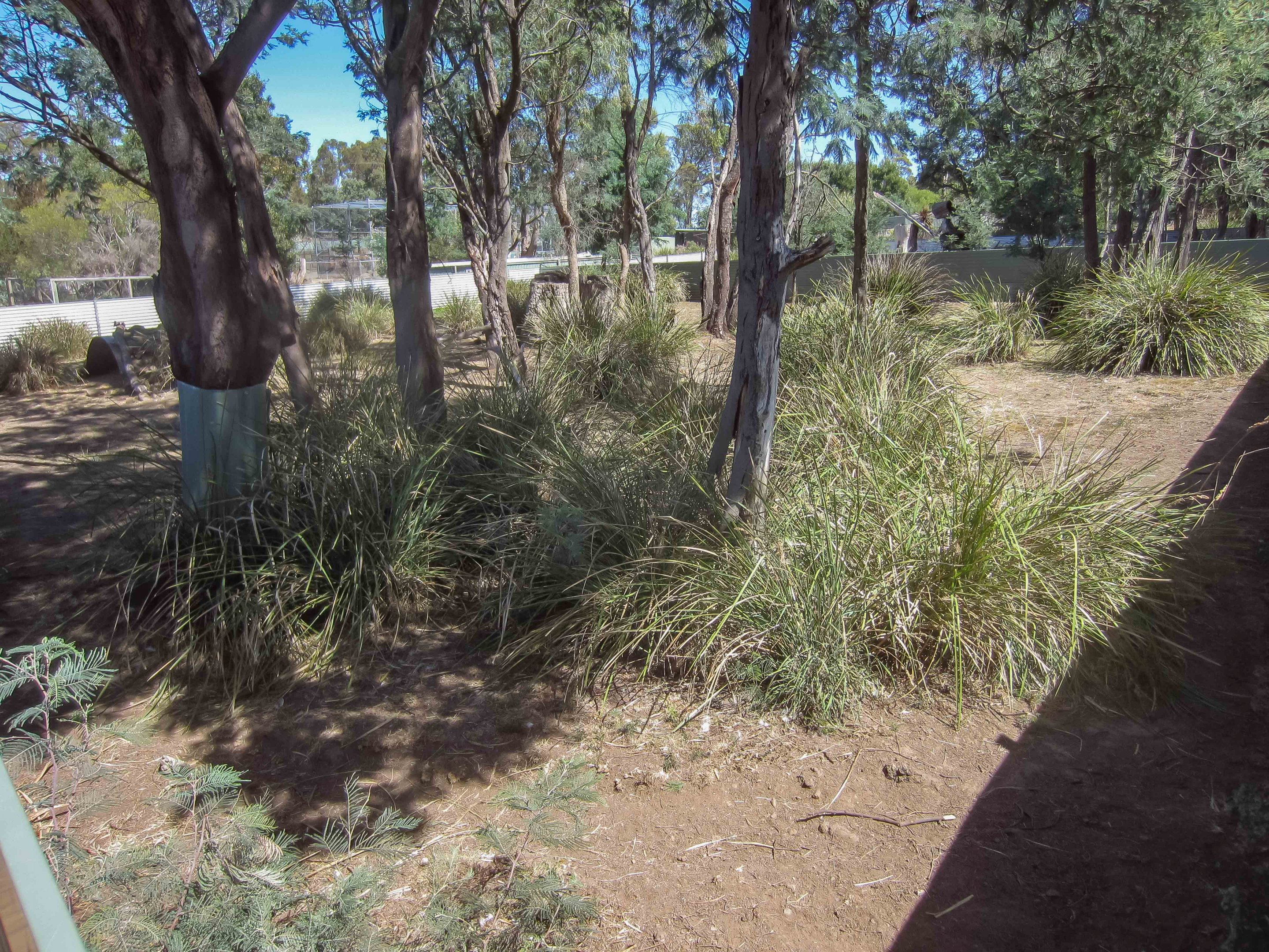 Tasmanian Devil enclosure