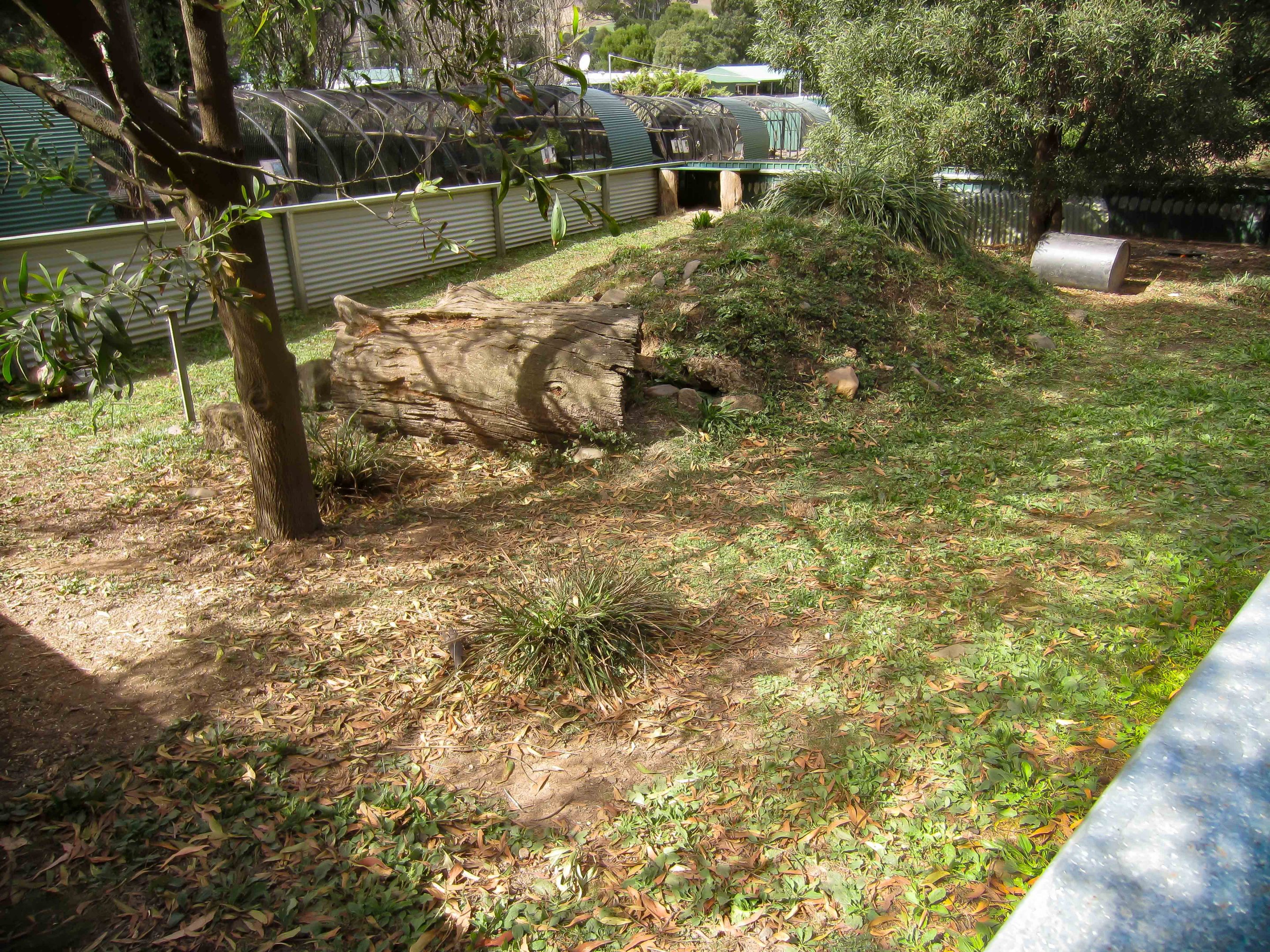Tasmanian Devil enclosure