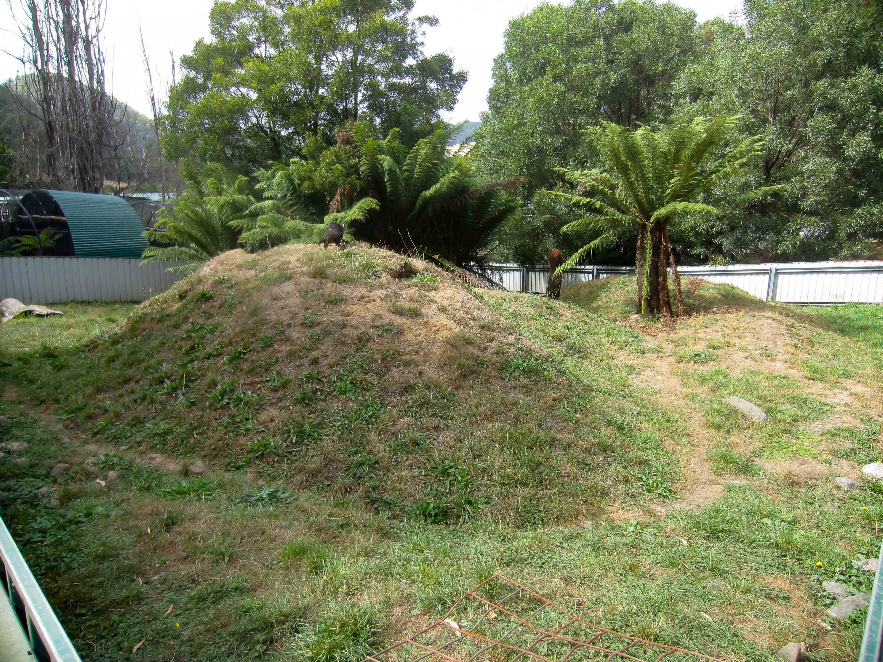 Tasmanian Devil enclosure