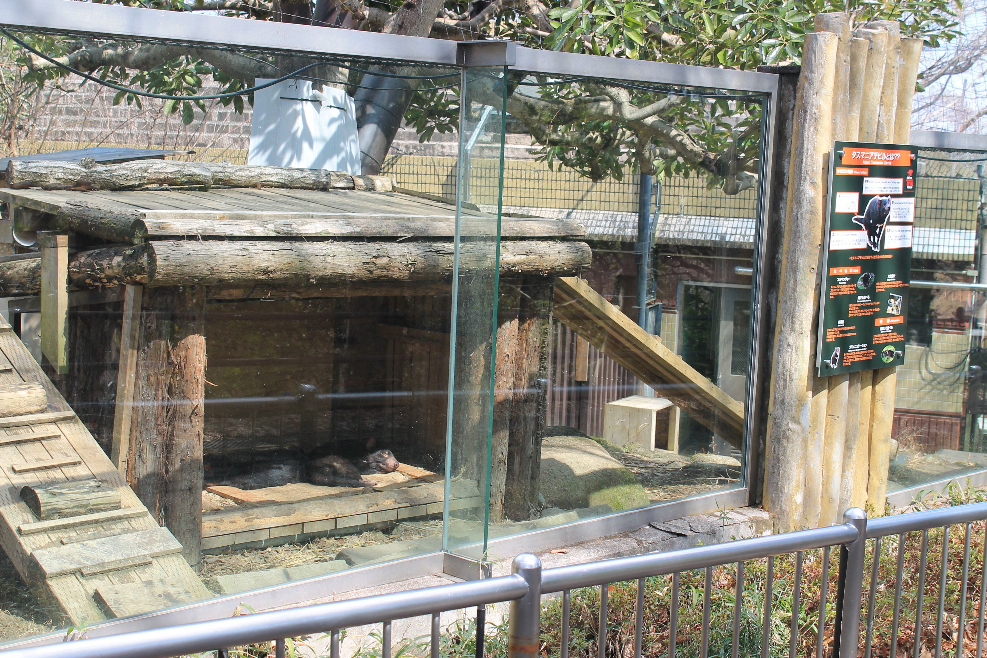 Tasmanian Devil enclosure