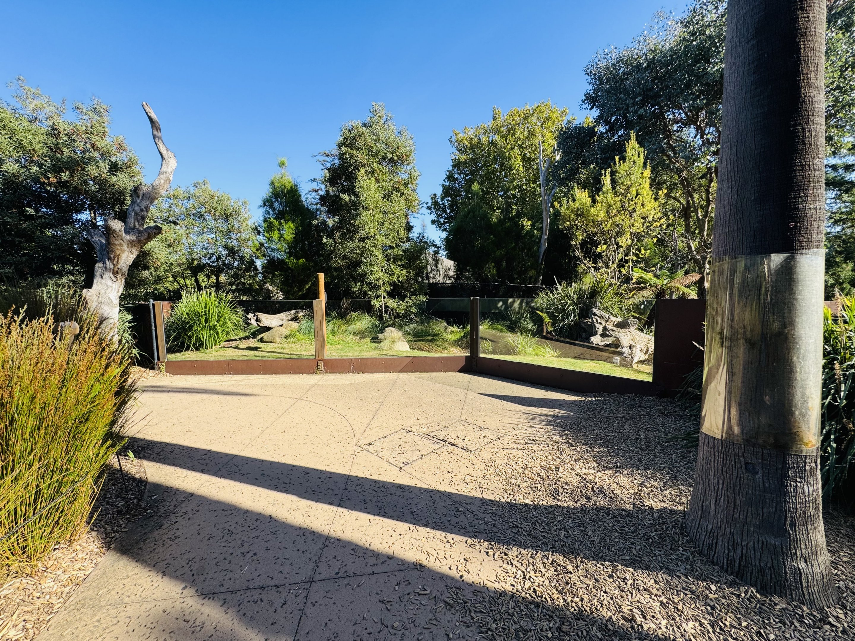 Tasmanian devil enclosure