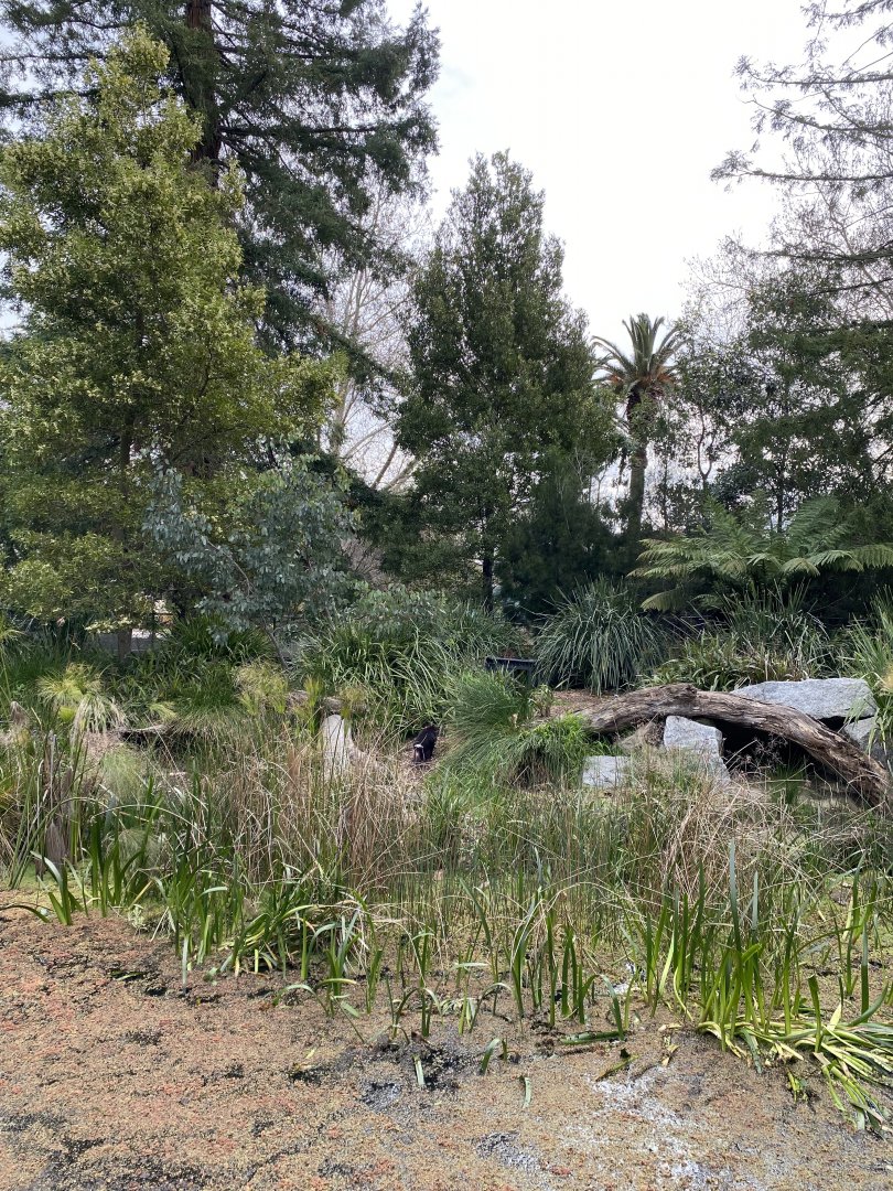 Tasmanian Devil enclosure