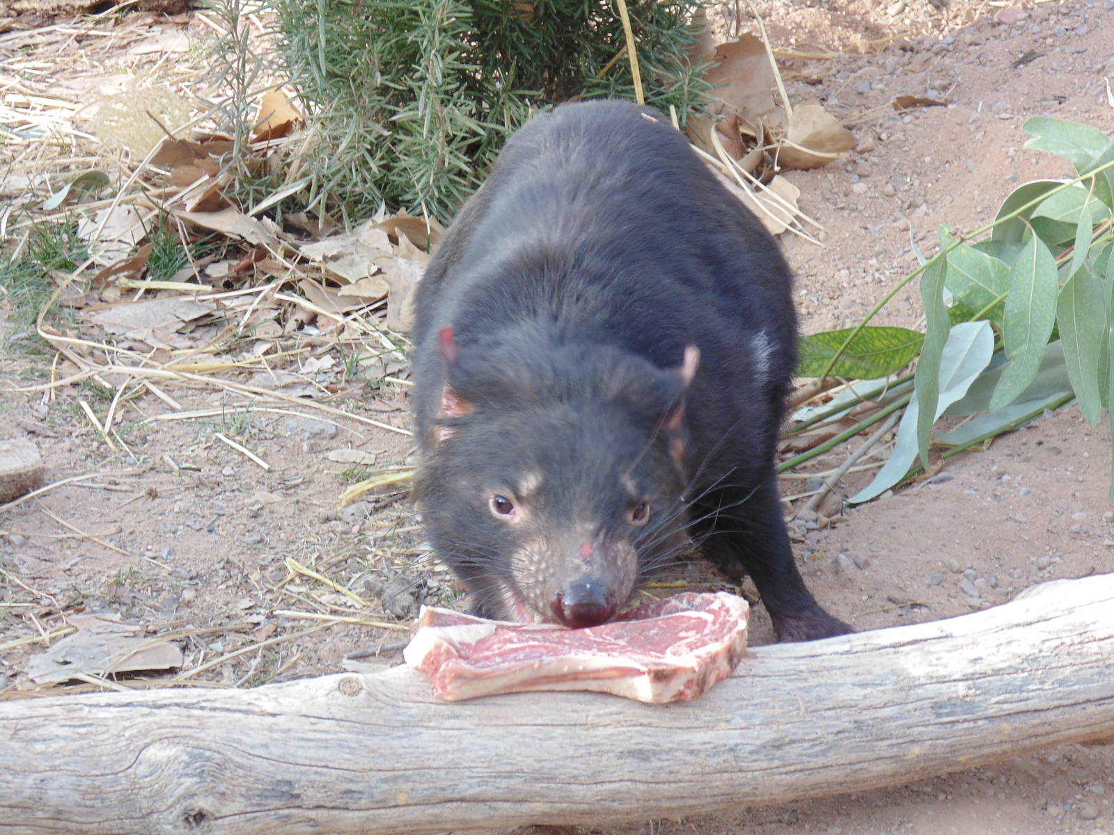 Tasmanian Devil Enjoying her steak