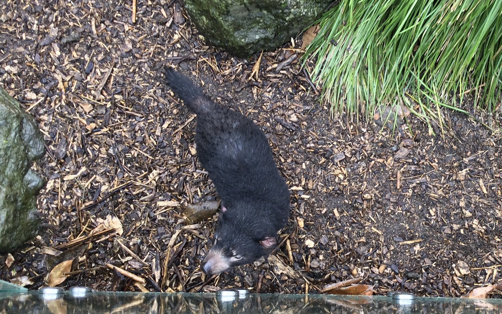 Tasmanian Devil Enjoying the Rain
