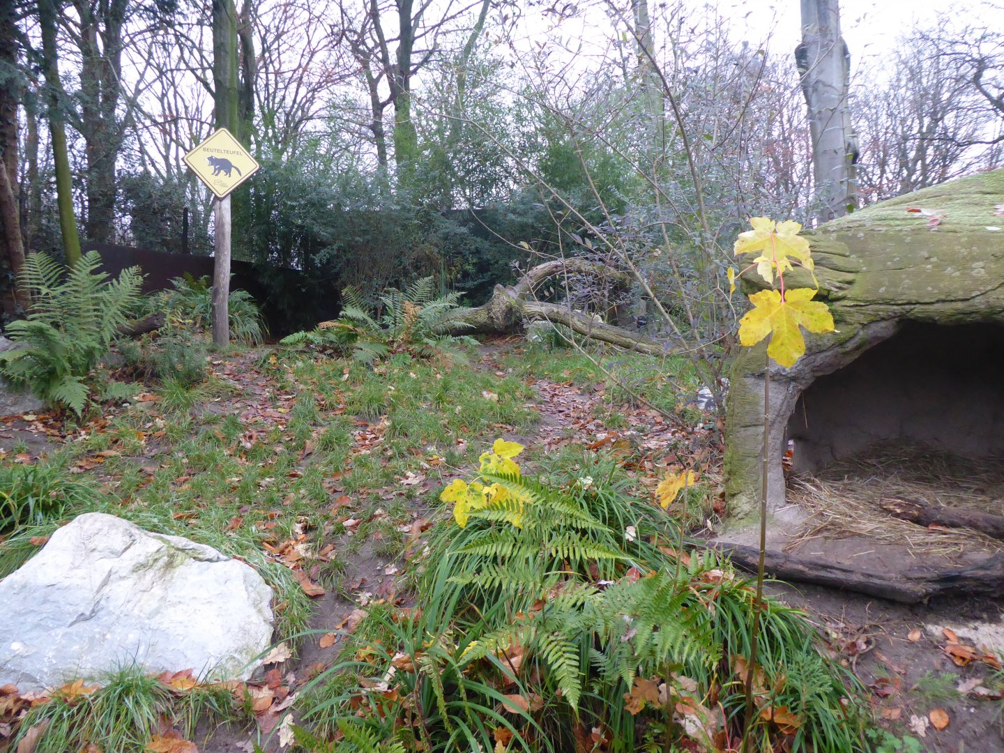 Tasmanian devil exhibit 011219