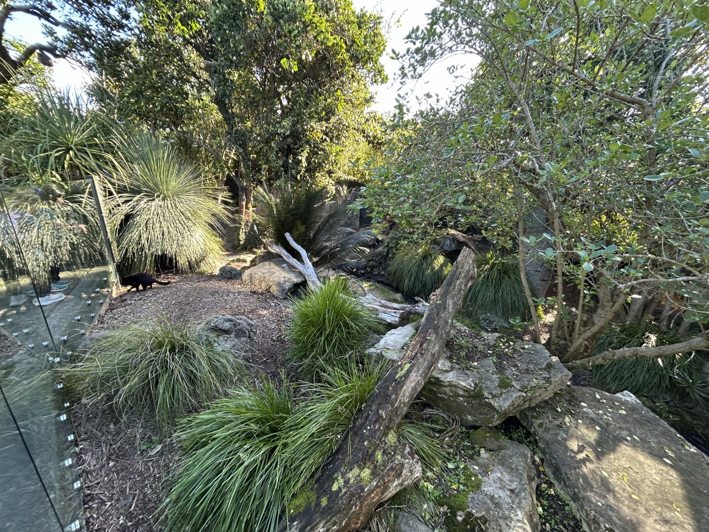 Tasmanian Devil Exhibit #1 - Australian Bush Track