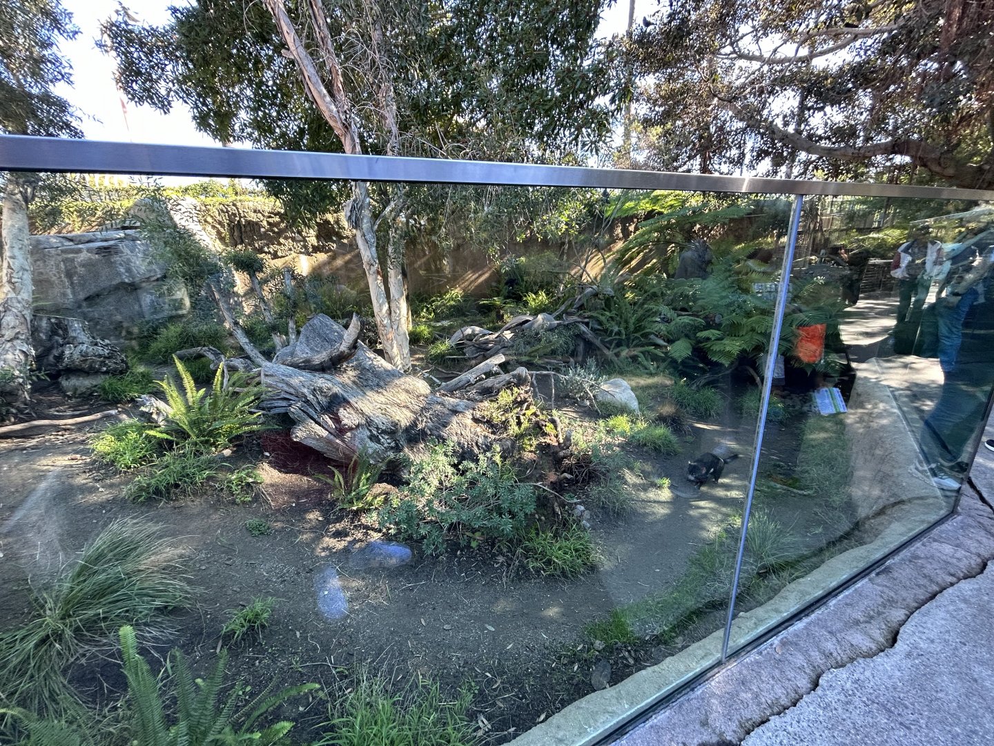 Tasmanian Devil Exhibit #1 - Australian Outback