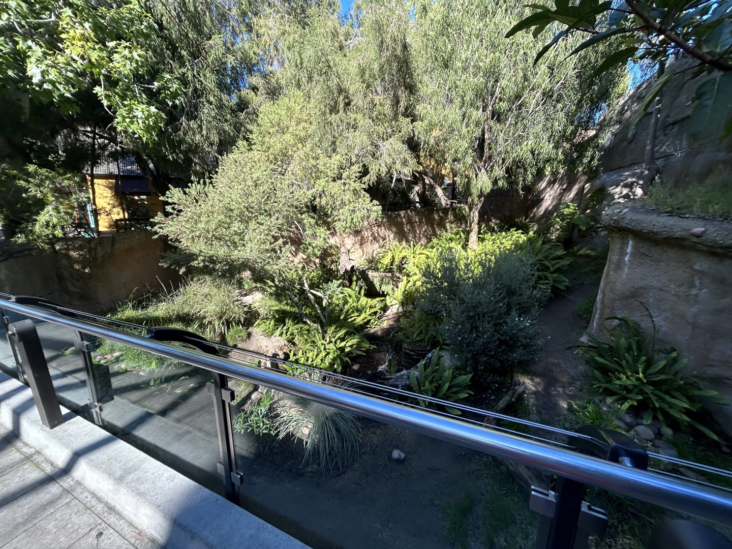 Tasmanian Devil Exhibit #2 - Australian Outback