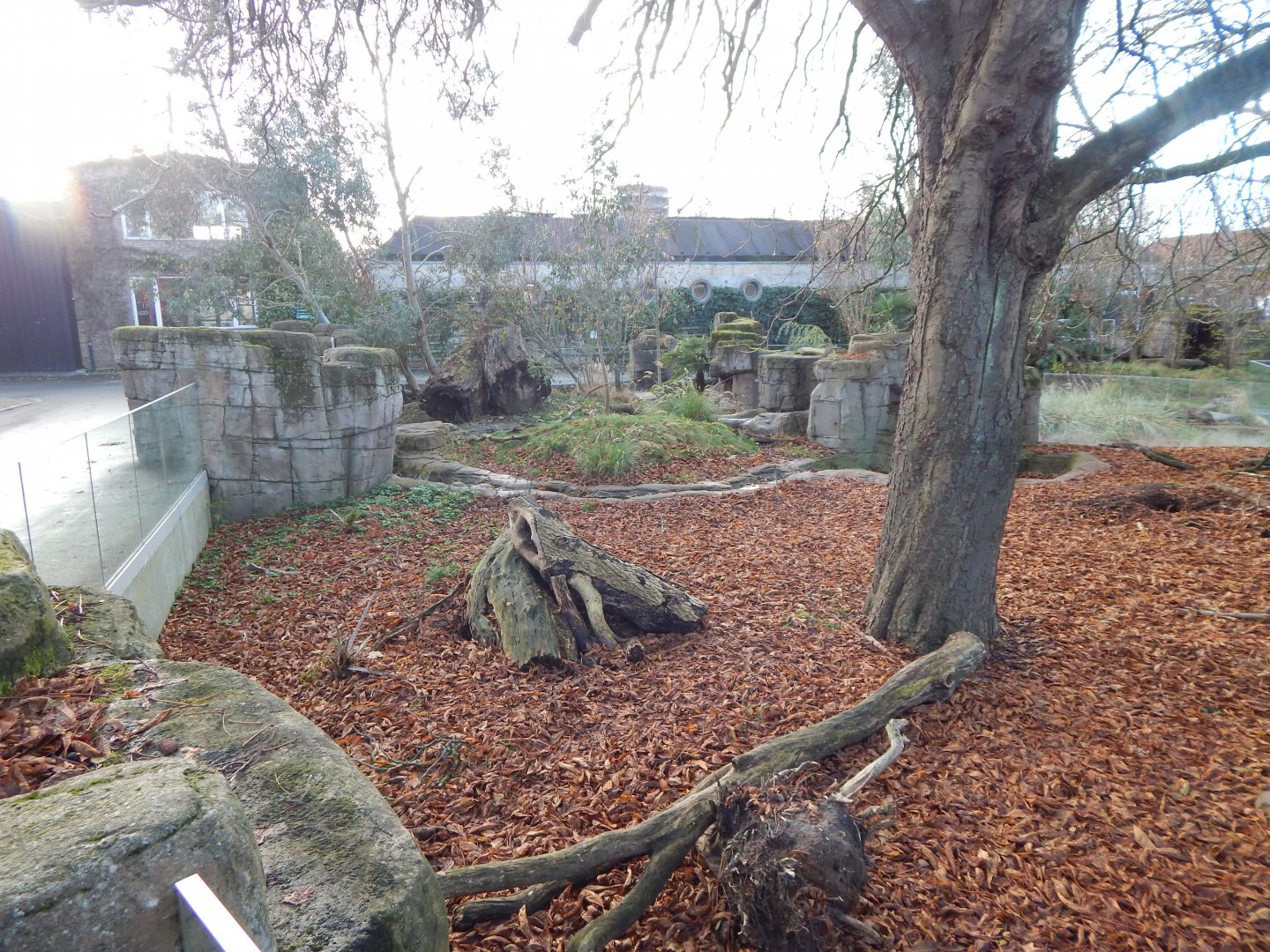 Tasmanian devil exhibit 261124