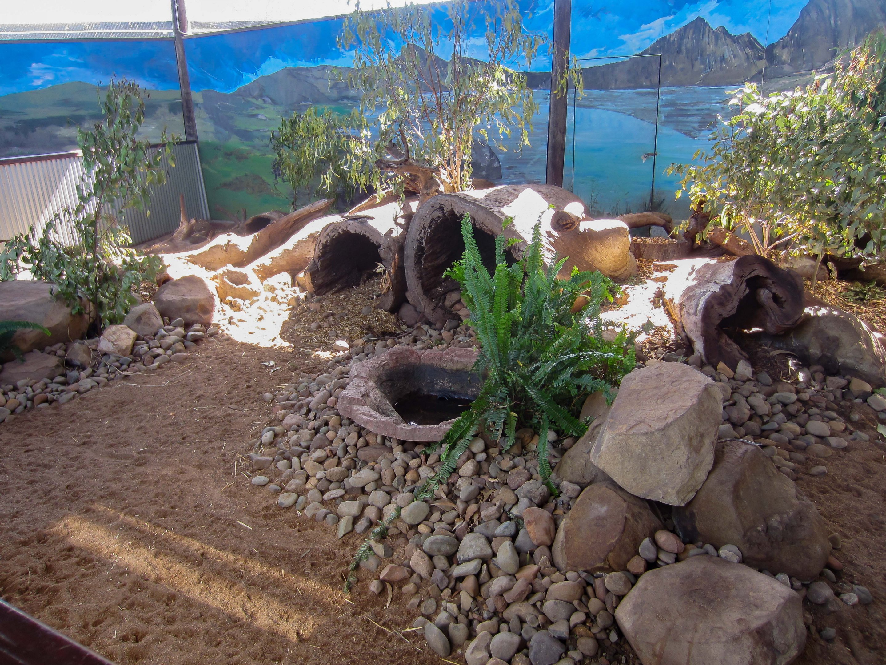 Tasmanian Devil exhibit (in Koala House)