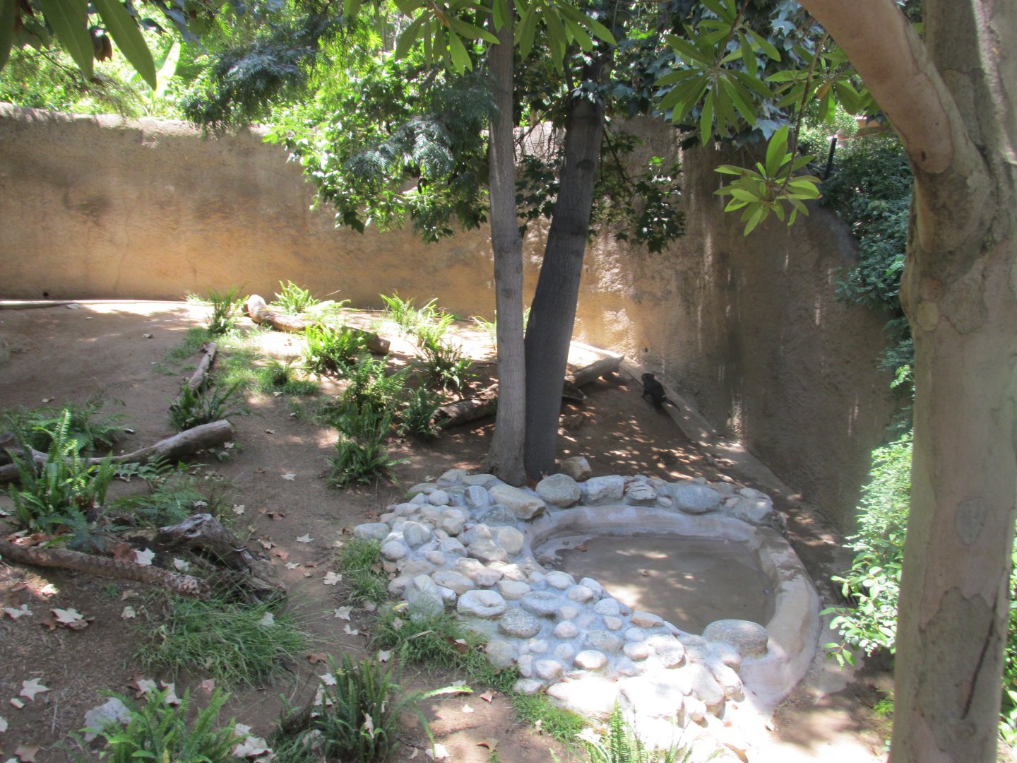 Tasmanian devil exhibit Los Angeles zoo 2017